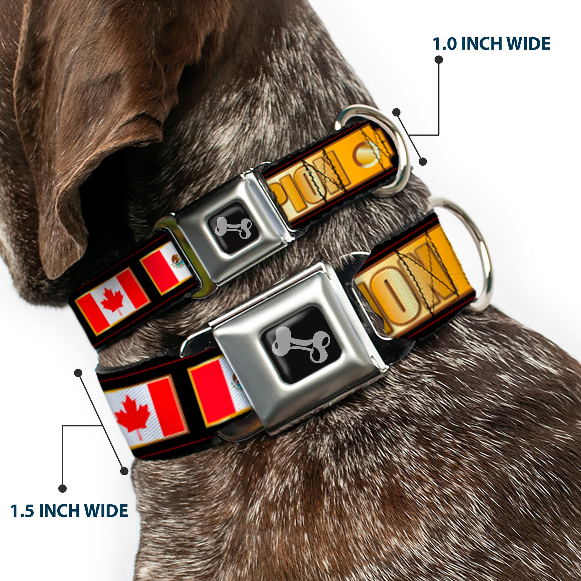 Dog Bone Seatbelt Buckle Collar - CHAMPION Belt/Flags/Stars Black/Golds Seatbelt Buckle Collars Buckle-Down