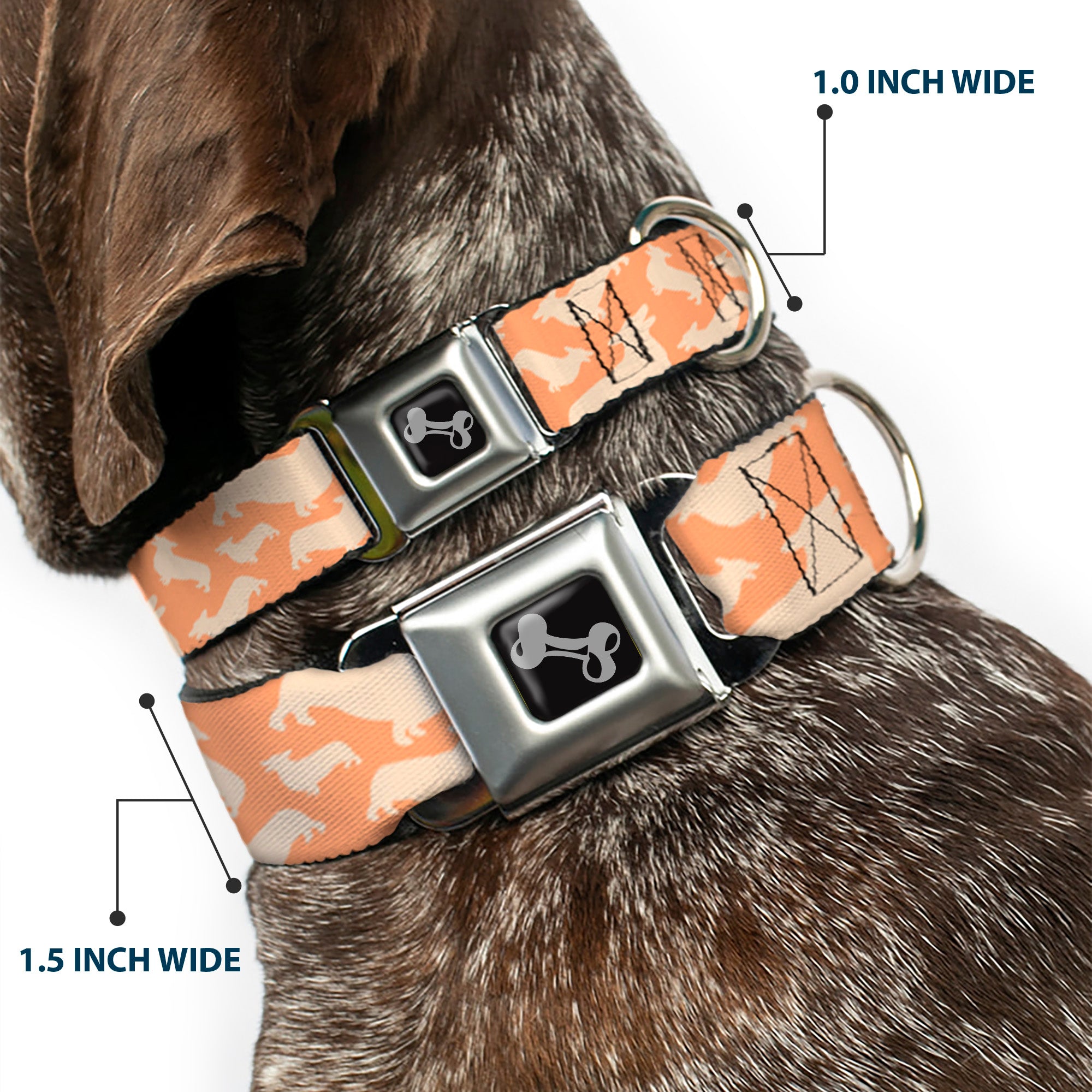 Dog Bone Seatbelt Buckle Collar - Corgi Silhouette Poses Golden Tan Seatbelt Buckle Collars Buckle-Down