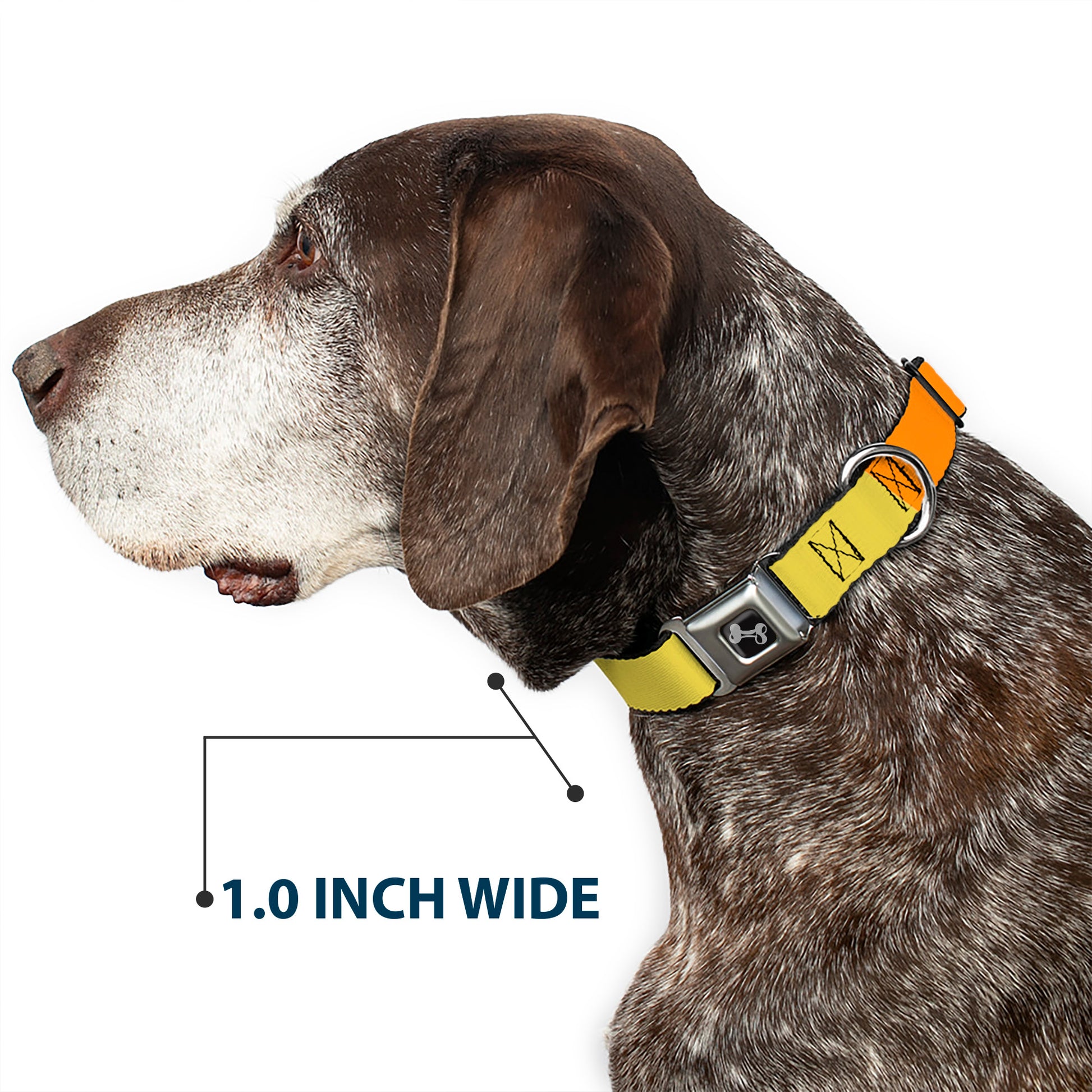 Dog Bone Black/Silver Seatbelt Buckle Collar - Summer Essentials Color Block 1 Seatbelt Buckle Collars Buckle-Down