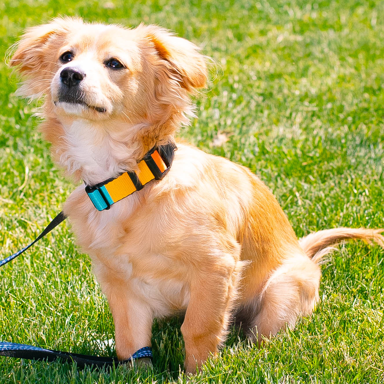 Dog Bone Black/Silver Seatbelt Buckle Collar - Summer Essentials Color Block 2 Seatbelt Buckle Collars Buckle-Down