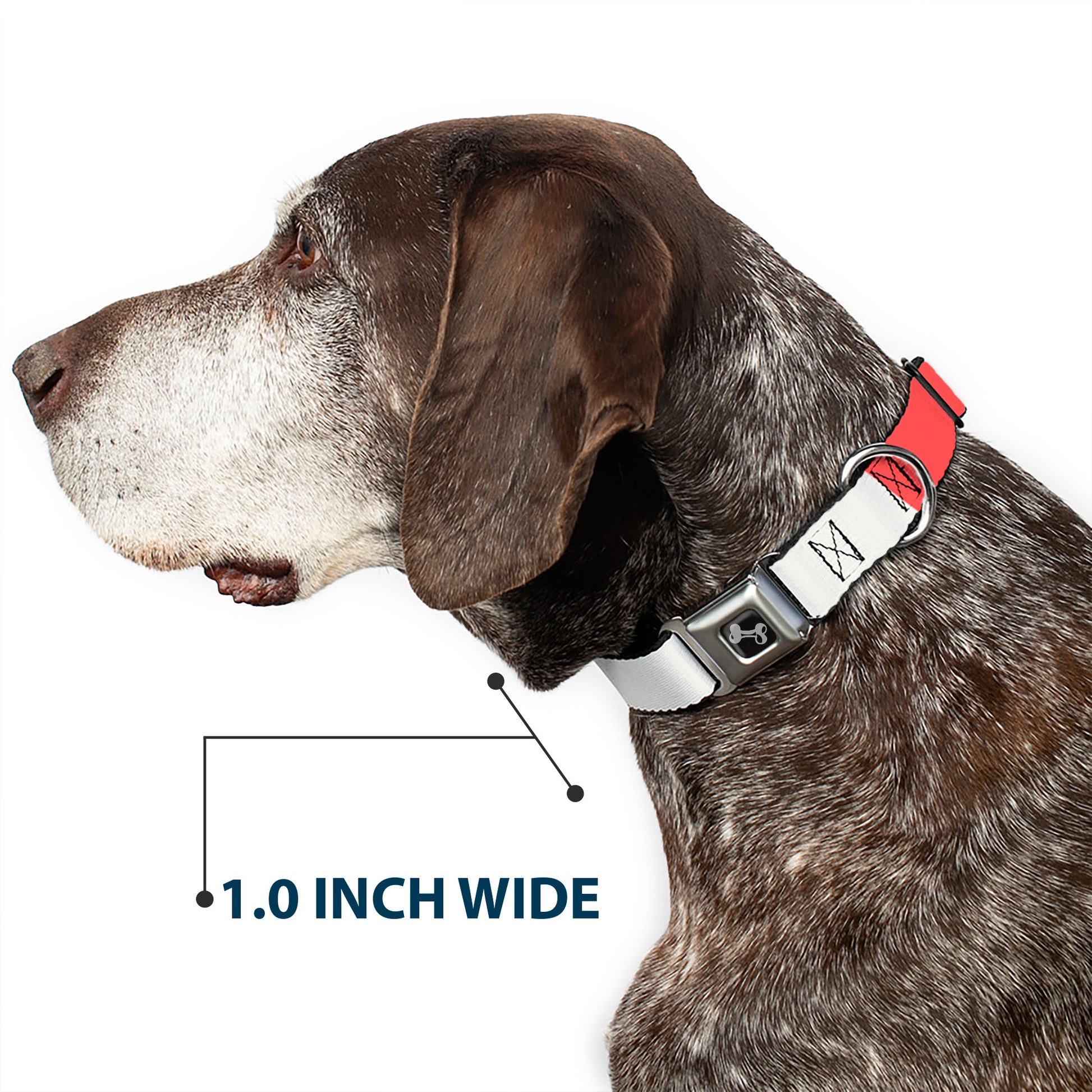 Dog Bone Black/Silver Seatbelt Buckle Collar - Summer Essentials Color Block 4 Seatbelt Buckle Collars Buckle-Down