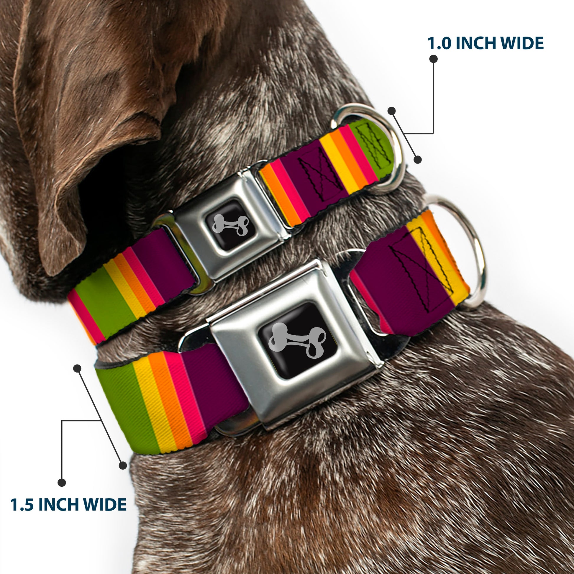 Dog Bone Black/Silver Seatbelt Buckle Collar - Summer Essentials Color Block 7 Seatbelt Buckle Collars Buckle-Down