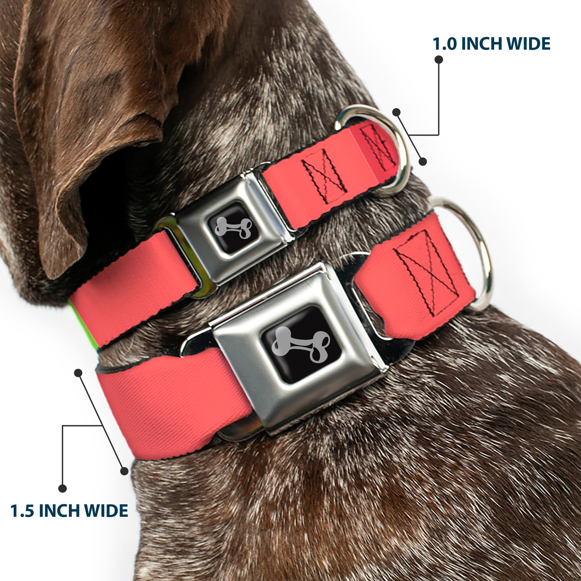 Dog Bone Black/Silver Seatbelt Buckle Collar - Summer Essentials Color Block 8 Seatbelt Buckle Collars Buckle-Down