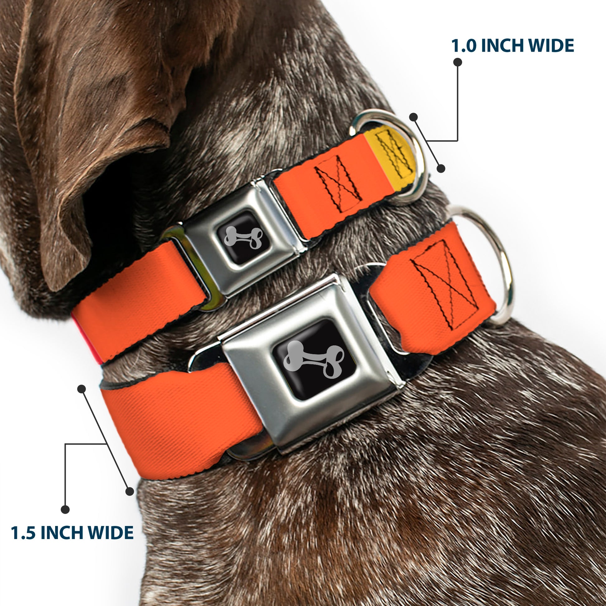 Dog Bone Black/Silver Seatbelt Buckle Collar - Summer Essentials Color Block 9 Seatbelt Buckle Collars Buckle-Down