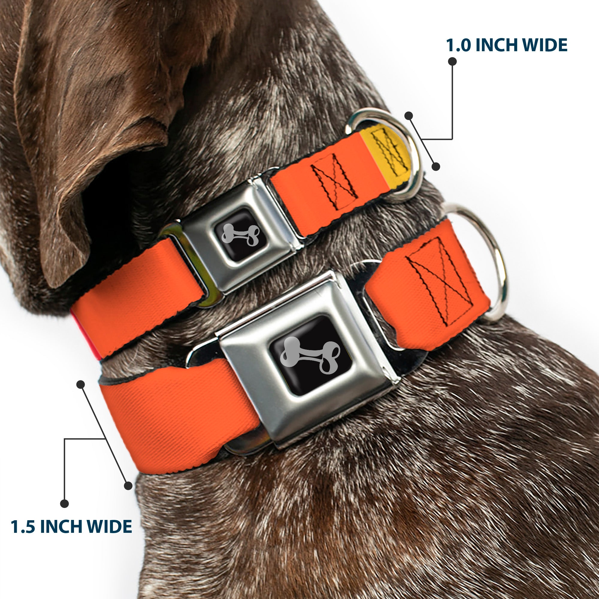 Dog Bone Black/Silver Seatbelt Buckle Collar - Summer Essentials Color Block 9 Seatbelt Buckle Collars Buckle-Down