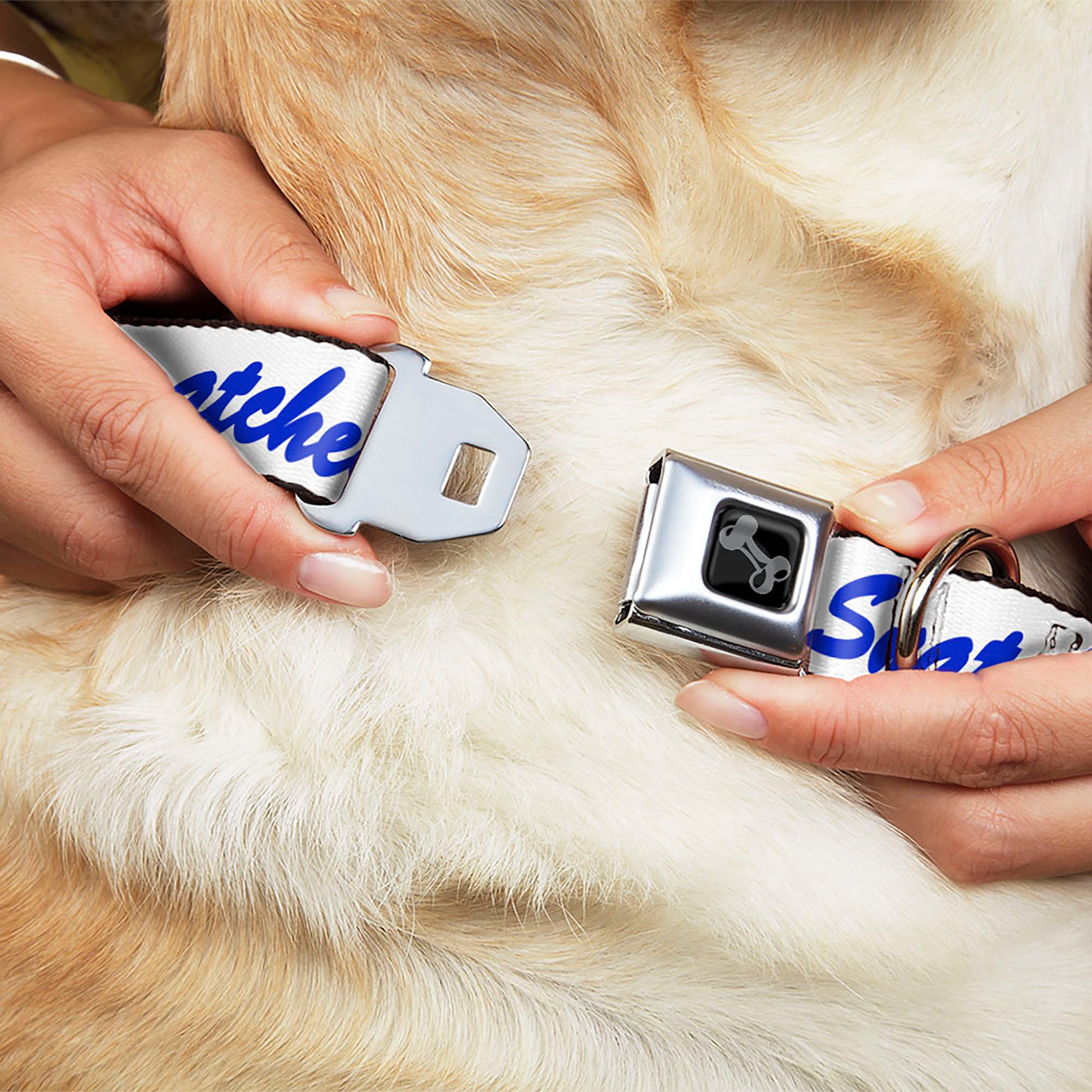 Dog Bone Black/Silver Seatbelt Buckle Collar - SNATCHED Script White/Blue Seatbelt Buckle Collars Buckle-Down