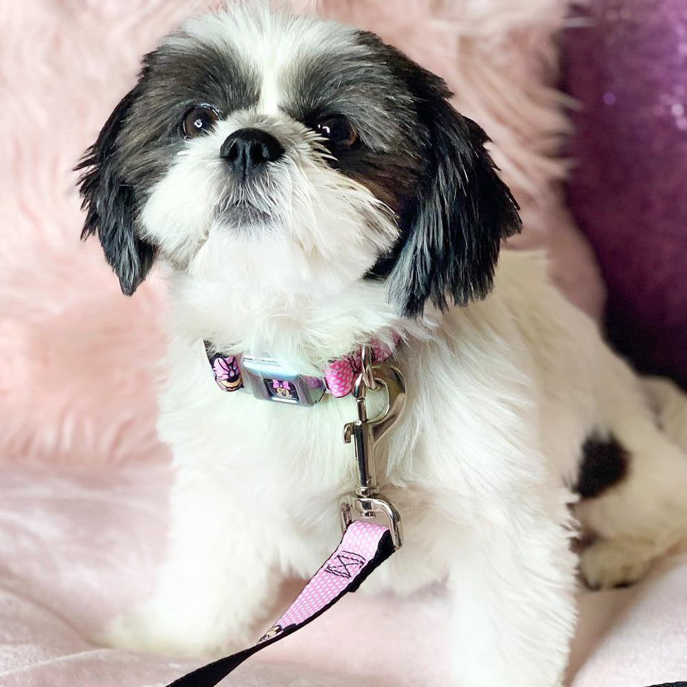 Minnie Mouse Full Color Face Pink Polka Dot Black Seatbelt Buckle Collar - Minnie Mouse Expressions Polka Dot Pink/White Seatbelt Buckle Collars Disney