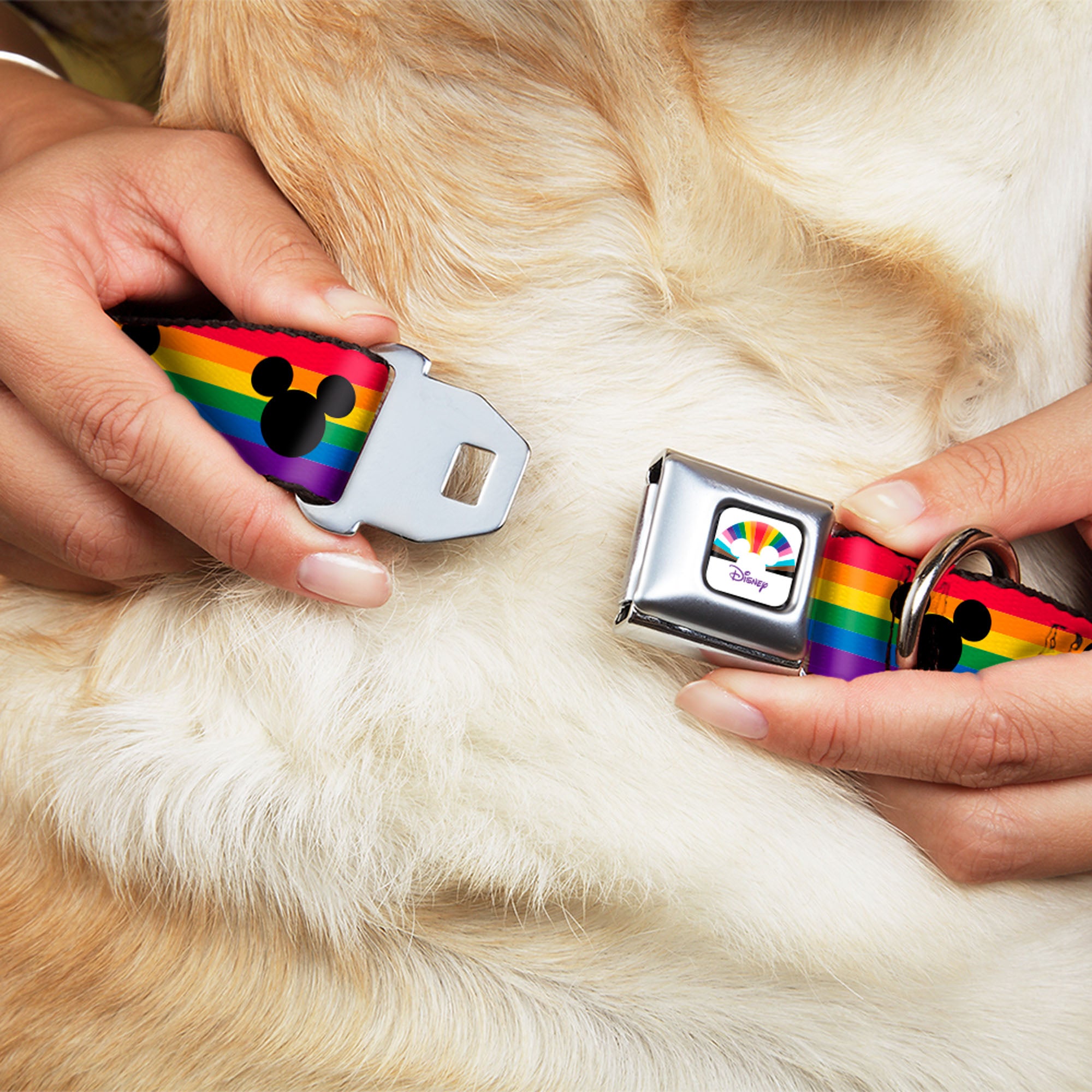 DISNEY Mickey Mouse Pride Ears Icon Full Color White/Multi Color Seatbelt Buckle Collar - Mickey Mouse Ears Icon Rainbow Pride Flag Seatbelt Buckle Collars Disney