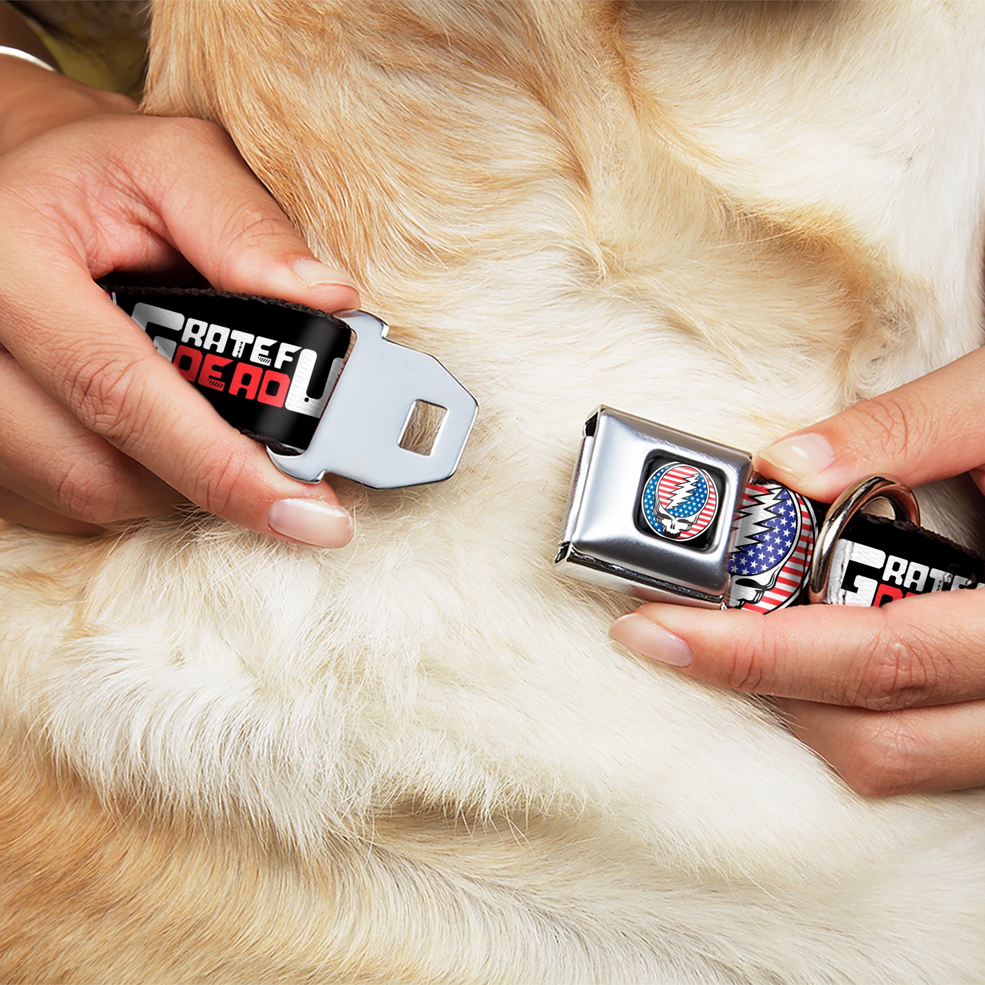 Grateful Dead Steal Your Face Stars and Stripes Logo Full Color Black/White/Red/Blue Seatbelt Buckle Collar - GRATEFUL DEAD Text with Steal Your Face Stars and Stripes Logo Black/White/Red/Blue Seatbelt Buckle Collars Grateful Dead