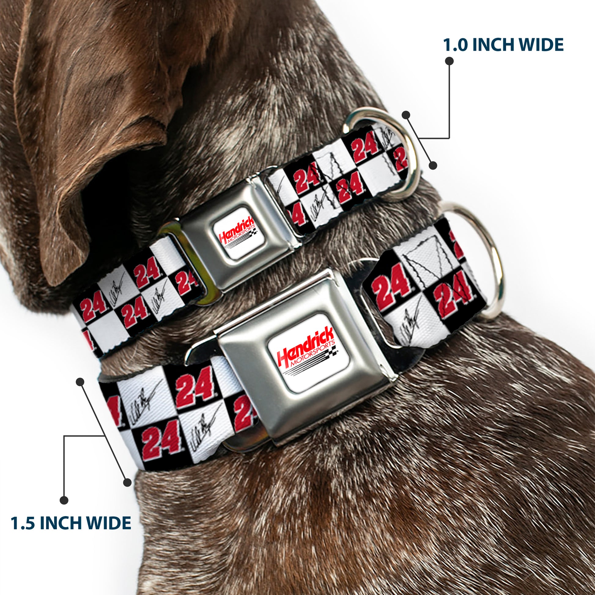 HENDRICK MOTORSPORTS Checker Logo Full Color Red/White Seatbelt Buckle Collar - William Byron Autograph and #24 Checker Logo Black/White/Red Seatbelt Buckle Collars Hendrick Motorsports
