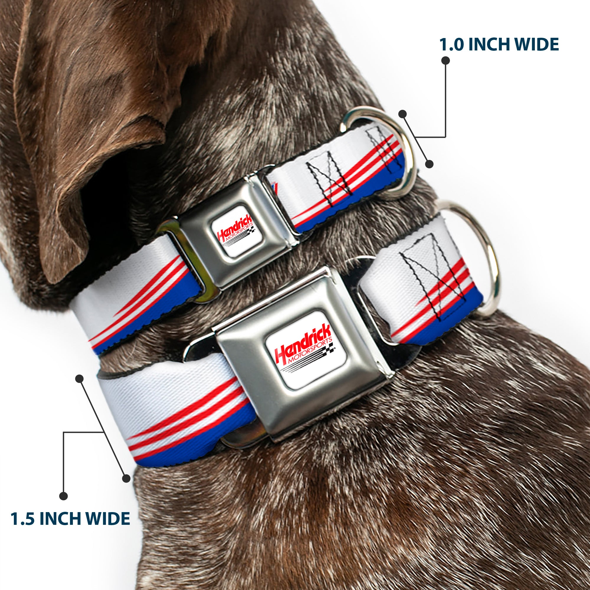 HENDRICK MOTORSPORTS Checker Logo Full Color Red/White Seatbelt Buckle Collar - Kyle Larson #5 Car Scheme White/Blue/Red Seatbelt Buckle Collars Hendrick Motorsports