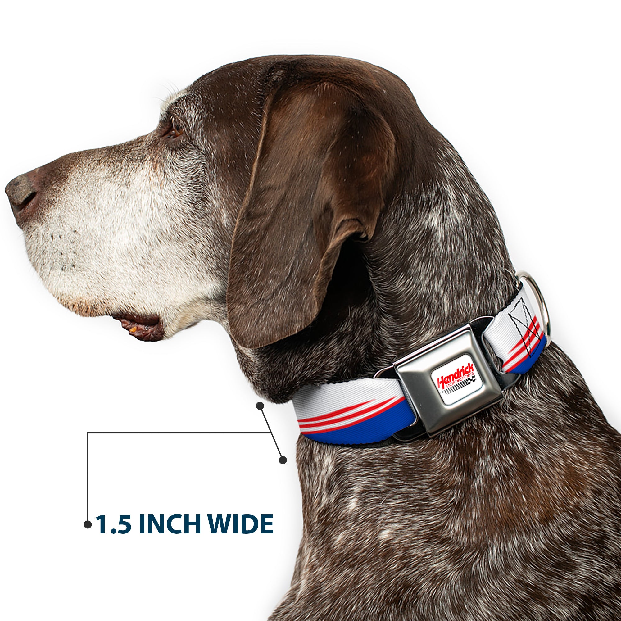 HENDRICK MOTORSPORTS Checker Logo Full Color Red/White Seatbelt Buckle Collar - Kyle Larson #5 Car Scheme White/Blue/Red Seatbelt Buckle Collars Hendrick Motorsports