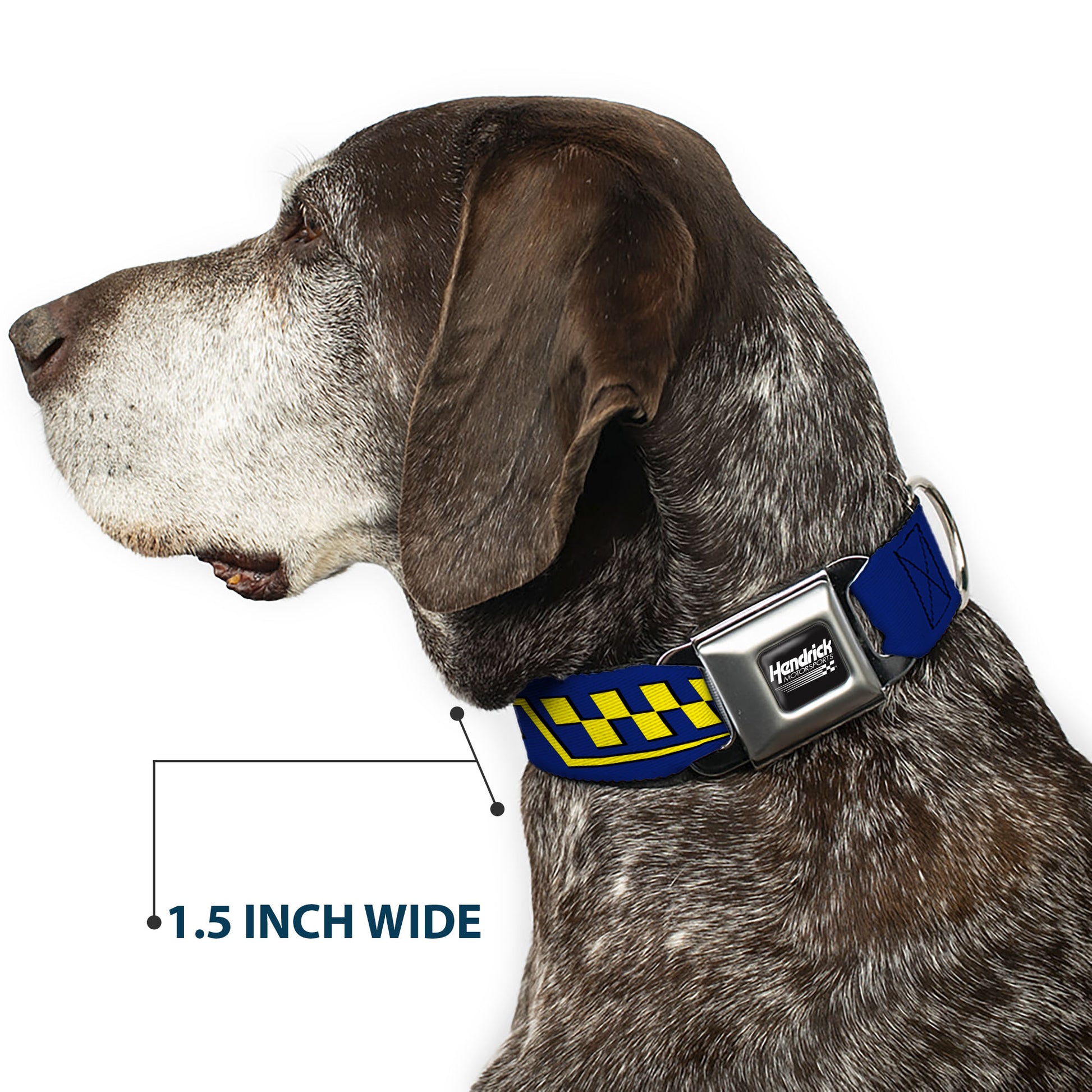 HENDRICK MOTORSPORTS Checker Logo Full Color Black/White Seatbelt Buckle Collar - Jimmie Johnson #48 Autograph Checker Blue/Yellow Seatbelt Buckle Collars Hendrick Motorsports
