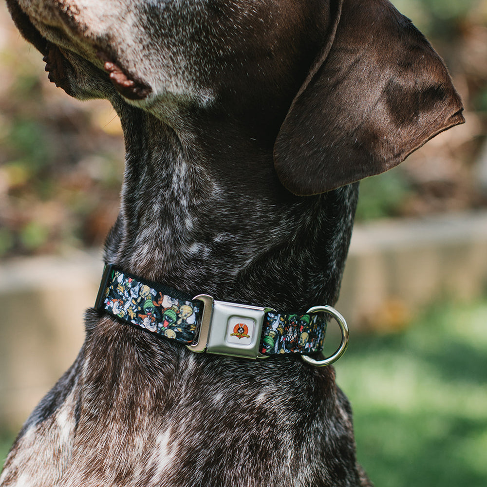 Looney Tunes Logo White Seatbelt Buckle Collar - Looney Tunes 6-Character Stacked Collage4 Seatbelt Buckle Collars Looney Tunes