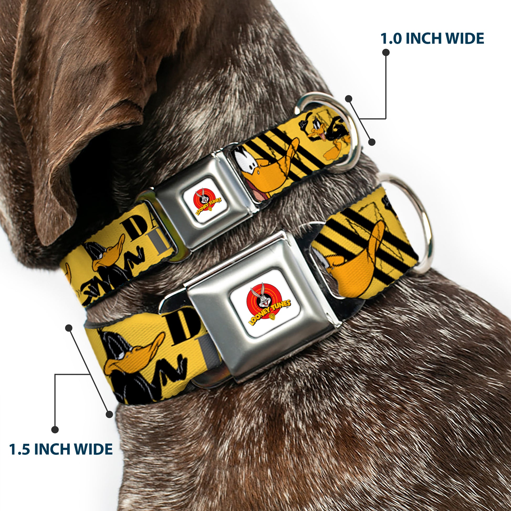 Looney Tunes Logo Full Color White Seatbelt Buckle Collar - DAFFY DUCK w/Poses Yellow/Black Seatbelt Buckle Collars Looney Tunes