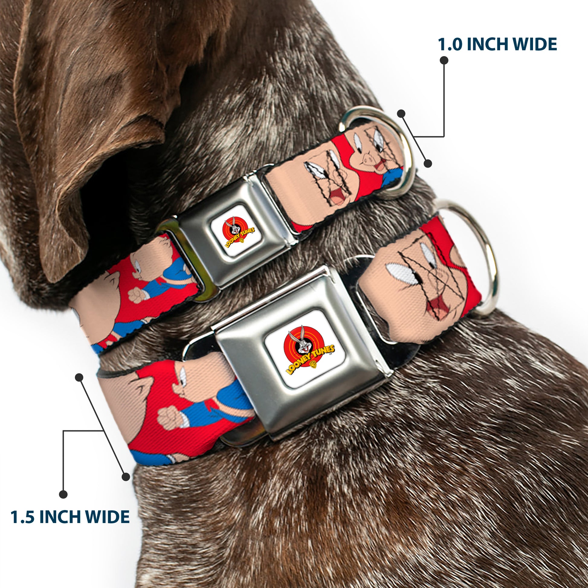 Looney Tunes Logo Full Color White Seatbelt Buckle Collar - Porky Pig Expressions Red Seatbelt Buckle Collars Looney Tunes