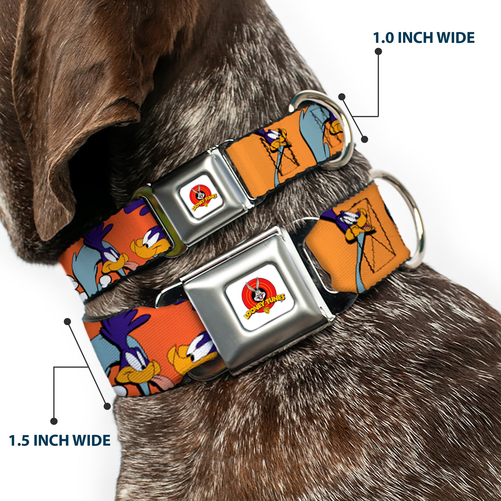 Looney Tunes Logo White Seatbelt Buckle Collar - ROAD RUNNER w/Road Runner Poses Orange Seatbelt Buckle Collars Looney Tunes