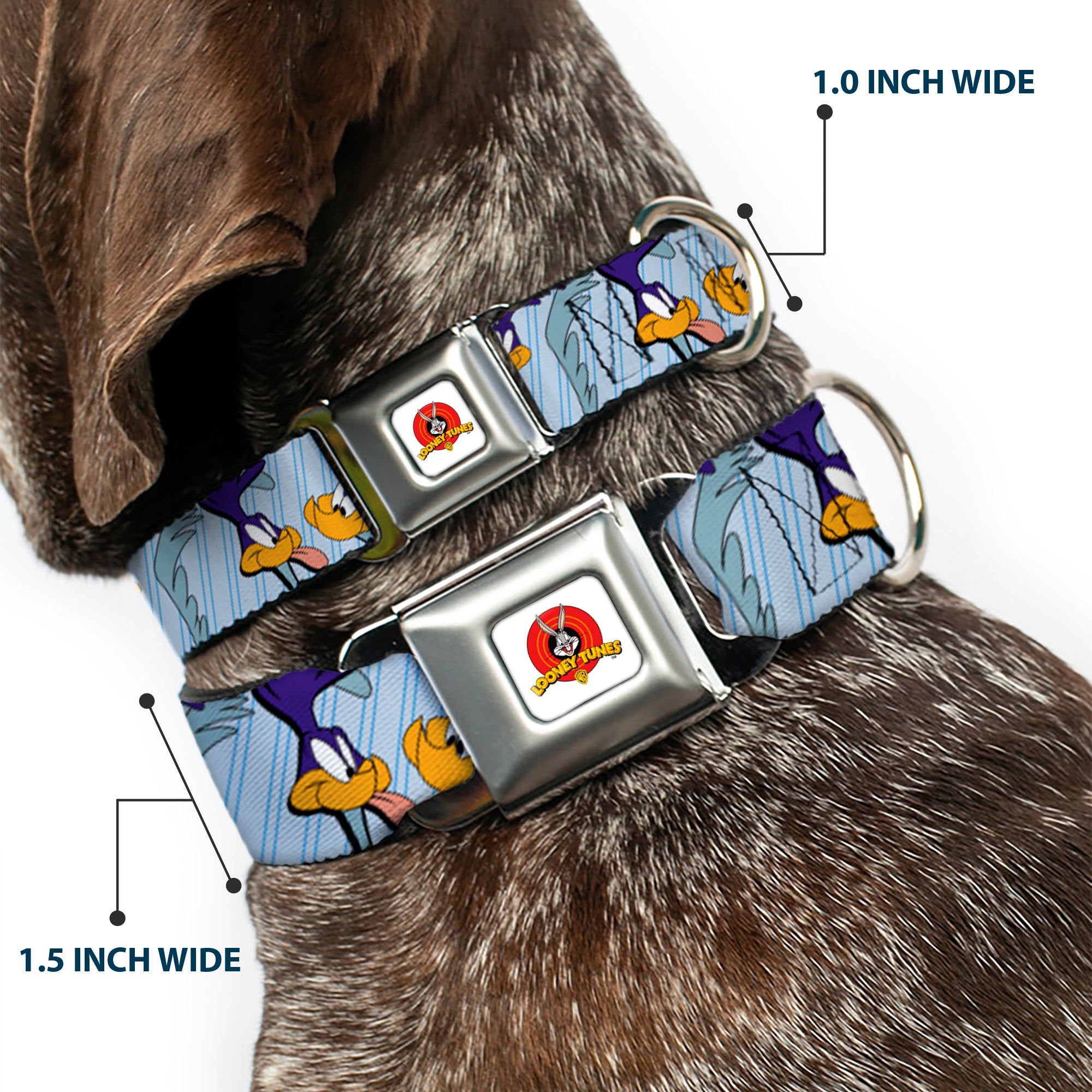 Looney Tunes Logo White Seatbelt Buckle Collar - MEEP MEEP!! w/Road Runner Poses Baby Blue Seatbelt Buckle Collars Looney Tunes