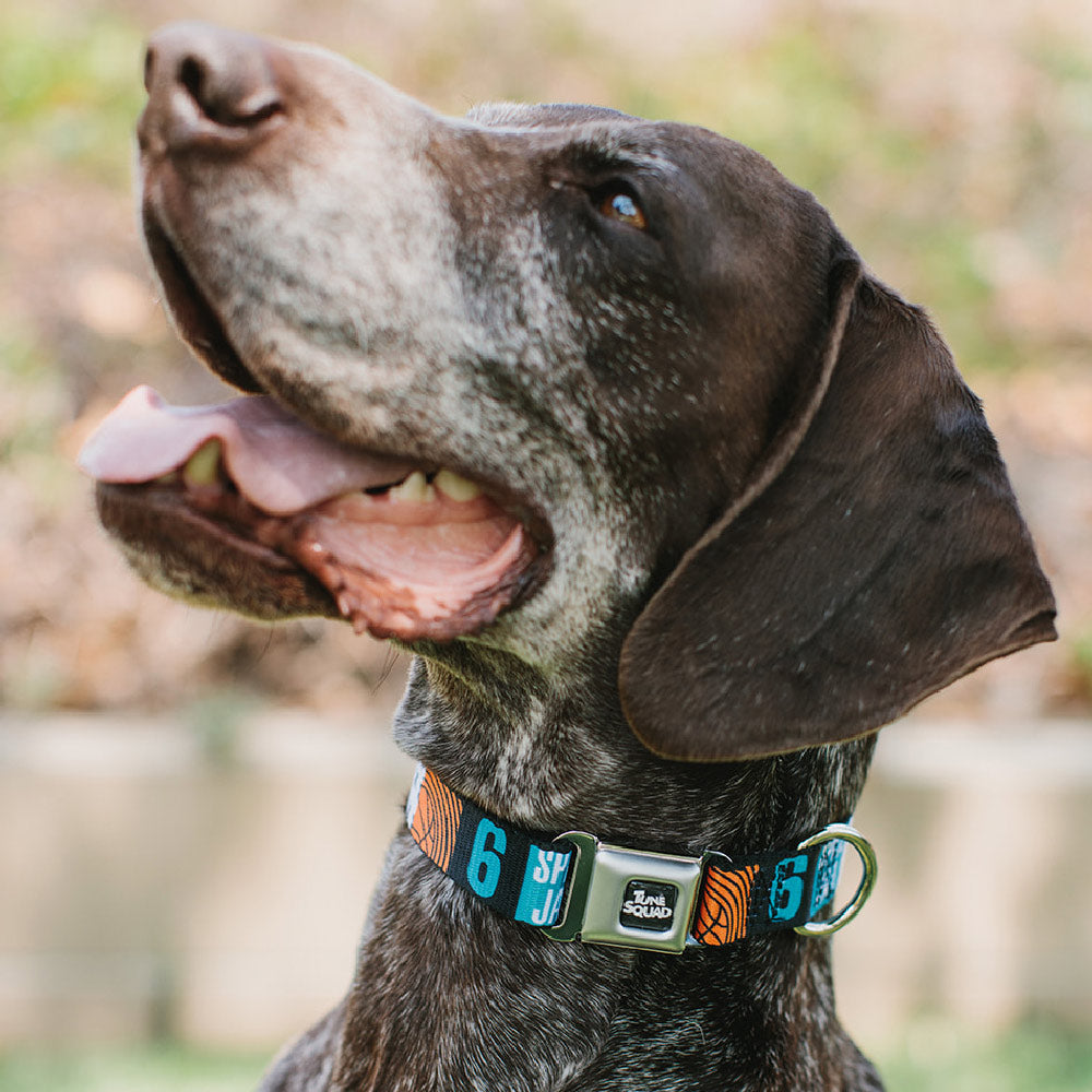 Space Jam 2 TUNE SQUAD Logo Full Color Black/White Seatbelt Buckle Collar - SPACE JAM Number 6 Blocks Black/Turquoise/White/Red Seatbelt Buckle Collars Looney Tunes