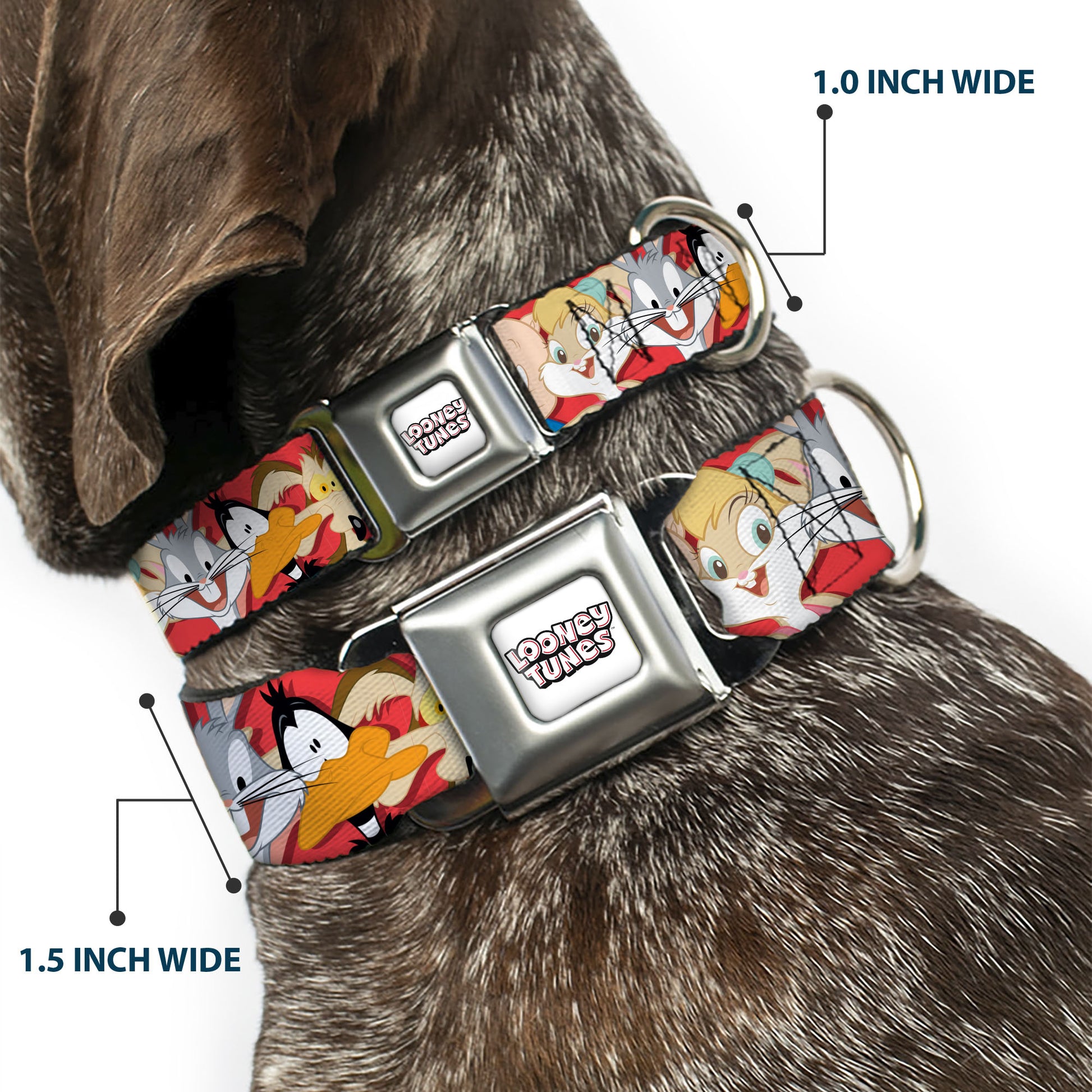 LOONEY TUNES Text Title Logo Full Color White Seatbelt Buckle Collar - Looney Tunes Twelve Character Expressions Red Seatbelt Buckle Collars Looney Tunes