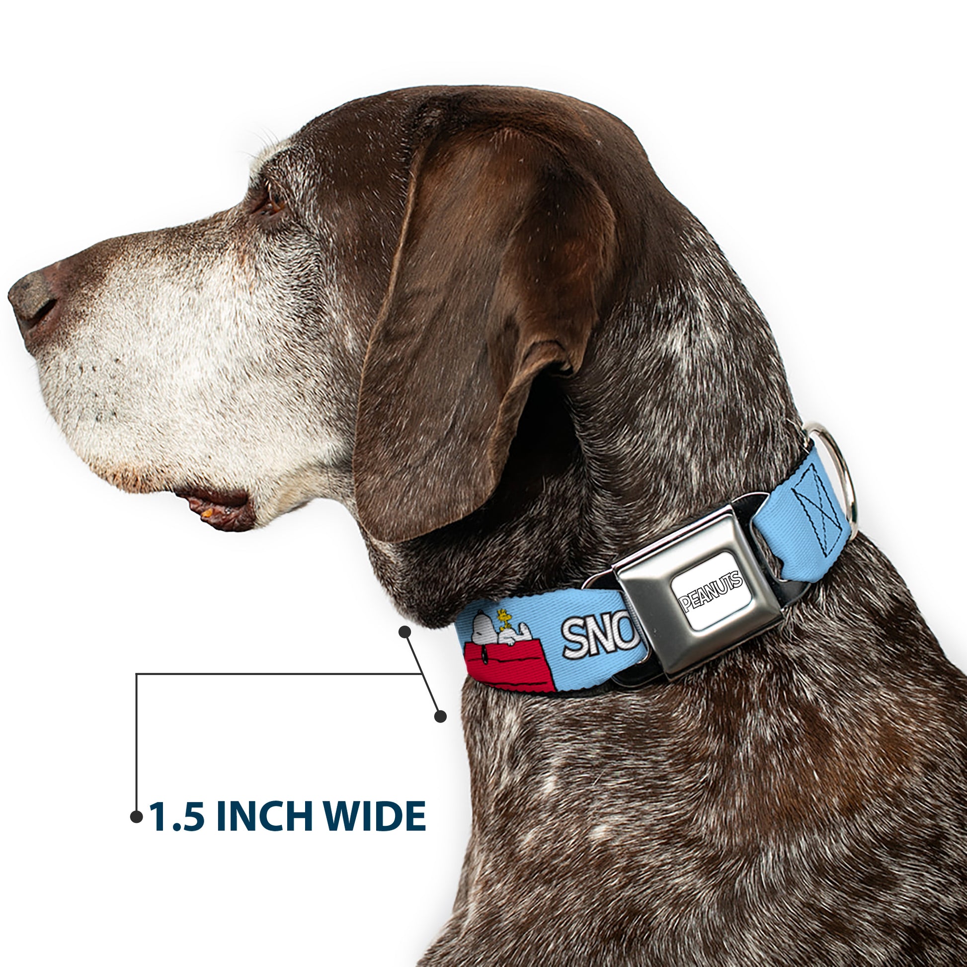 PEANUTS Title Logo Full Color Gray/White Seatbelt Buckle Collar - Peanuts Snoopy and Woodstock Dog House Pose and Text Sky Blue Seatbelt Buckle Collars Peanuts