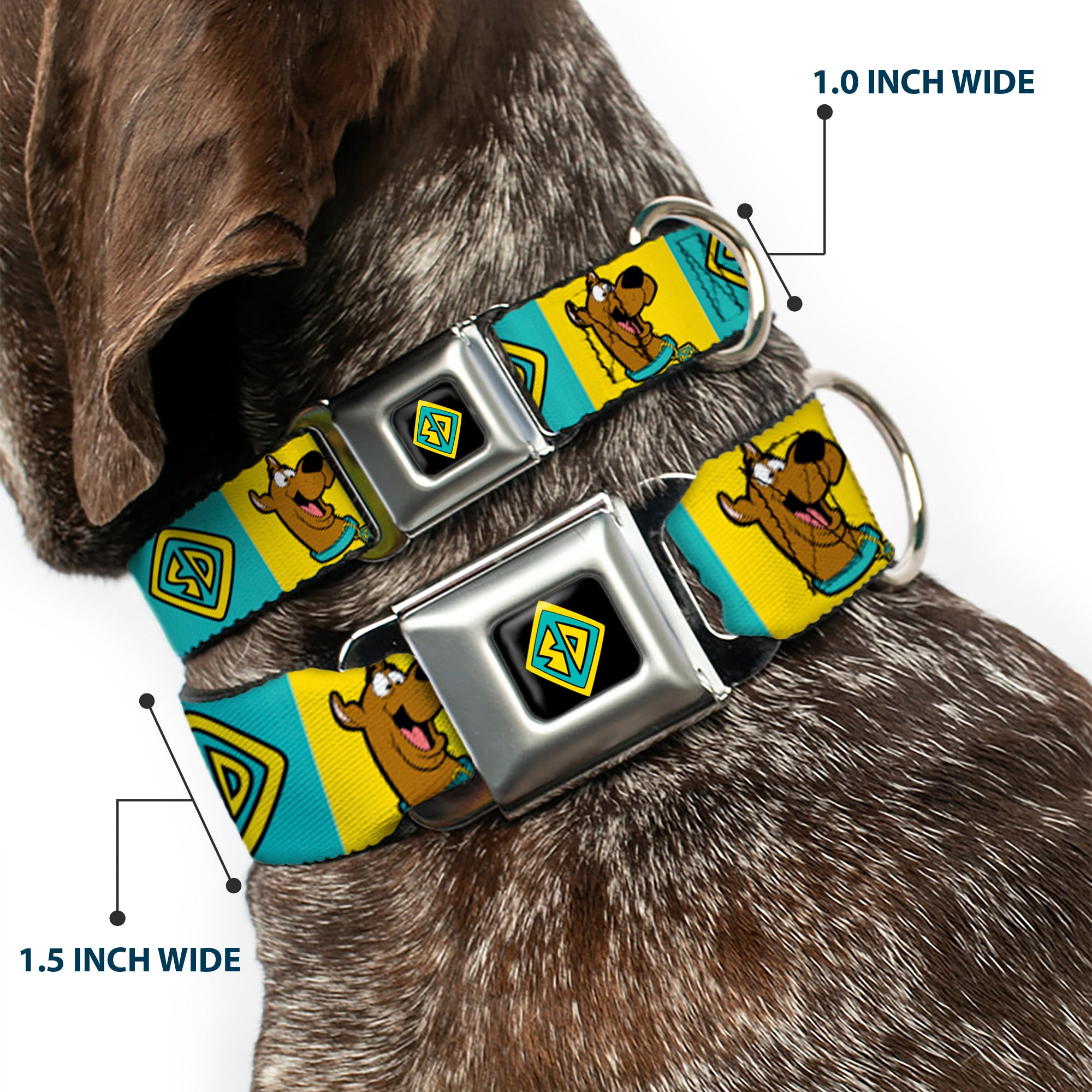 SD Dog Tag Full Color Black/Yellow/Blue Seatbelt Buckle Collar - Scooby Doo Pose and Dog Tag Blocks Yellow/Blue Seatbelt Buckle Collars Scooby Doo