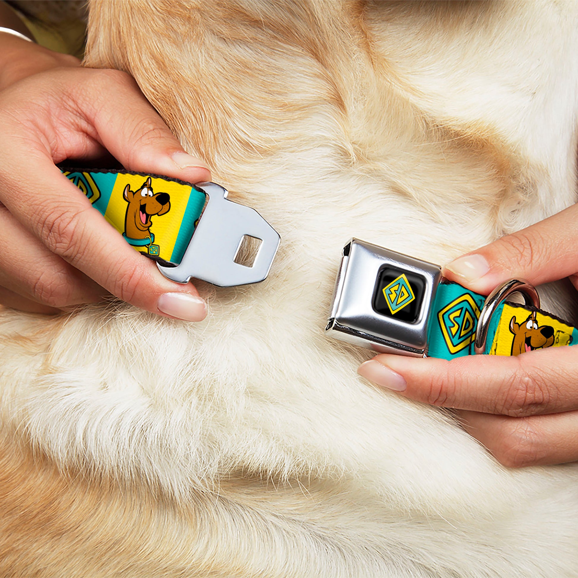 SD Dog Tag Full Color Black/Yellow/Blue Seatbelt Buckle Collar - Scooby Doo Pose and Dog Tag Blocks Yellow/Blue Seatbelt Buckle Collars Scooby Doo