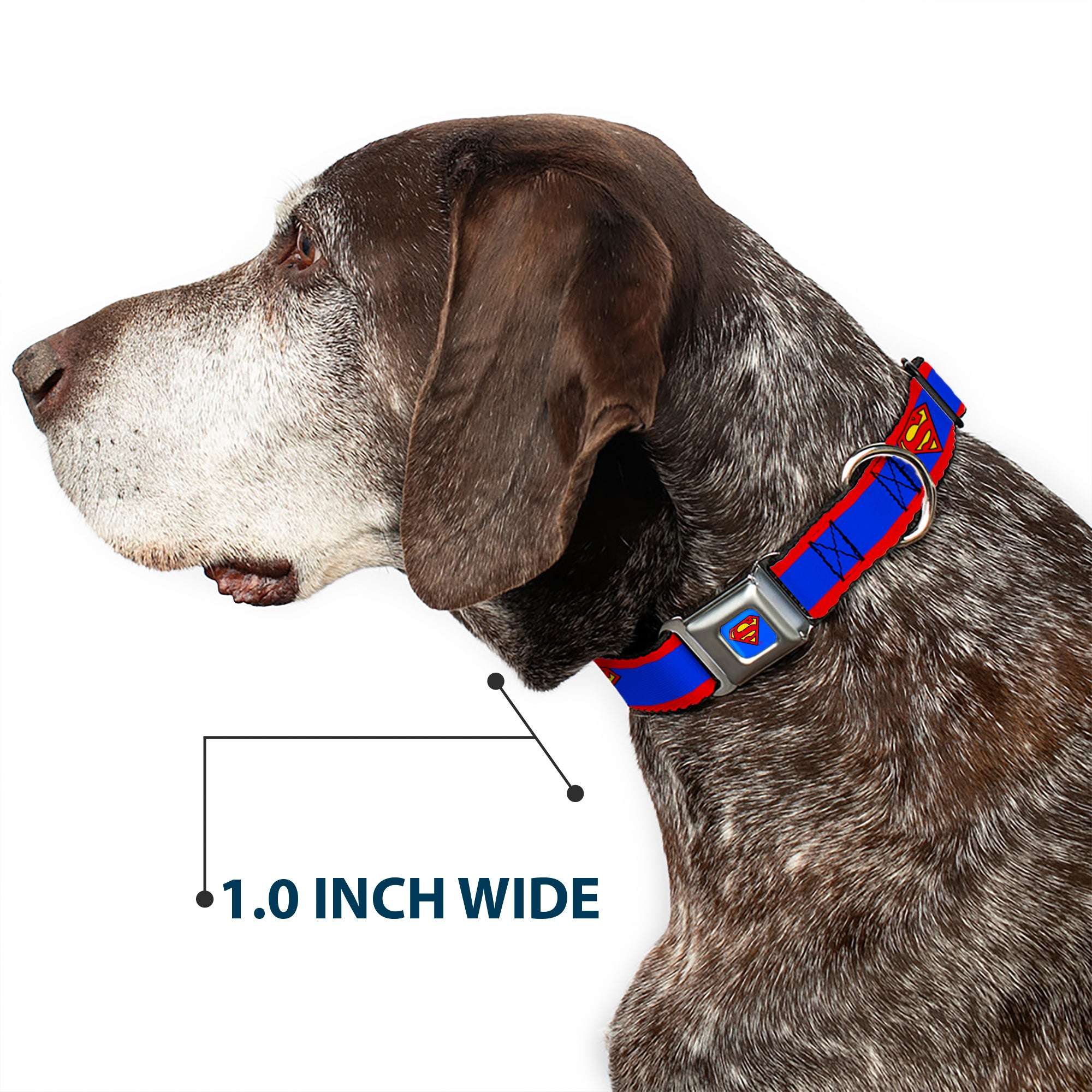 Superman Full Color Blue Seatbelt Buckle Collar - Superman Shield/Stripe Red/Blue Seatbelt Buckle Collars DC Comics