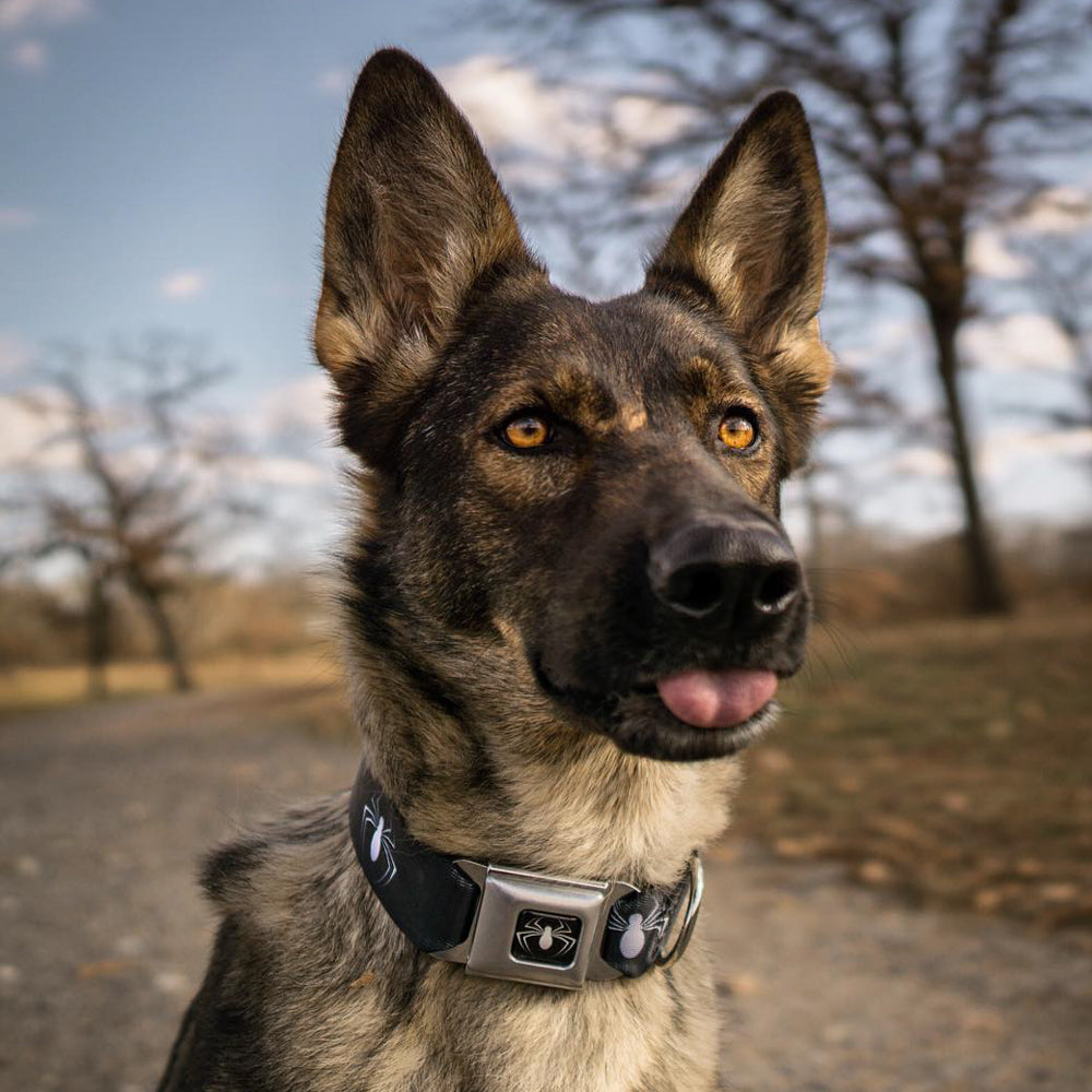 MARVEL UNIVERSE Spider Logo3 Full Color Black White Seatbelt Buckle Collar - Spider Logo3 Black/White Seatbelt Buckle Collars Marvel Comics