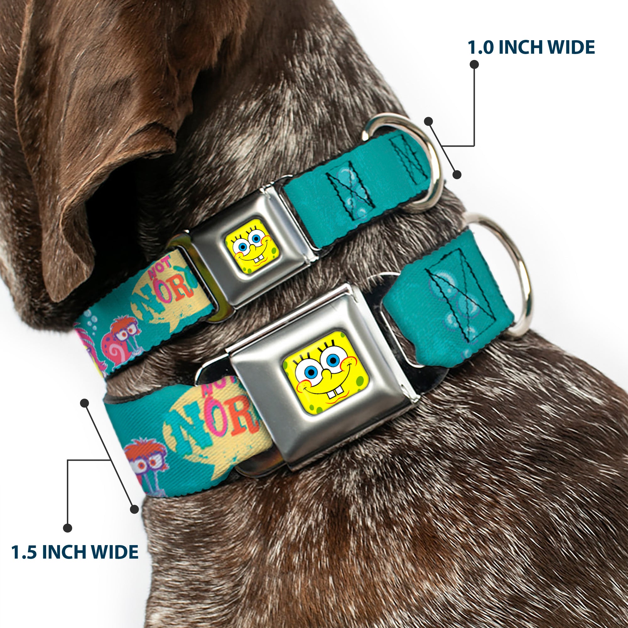 Sponge Bob Face CLOSE-UP Full Color Seatbelt Buckle Collar - Patrick, SpongeBob & Gary NOT NORMAL Aqua Seatbelt Buckle Collars SpongeBob SquarePants