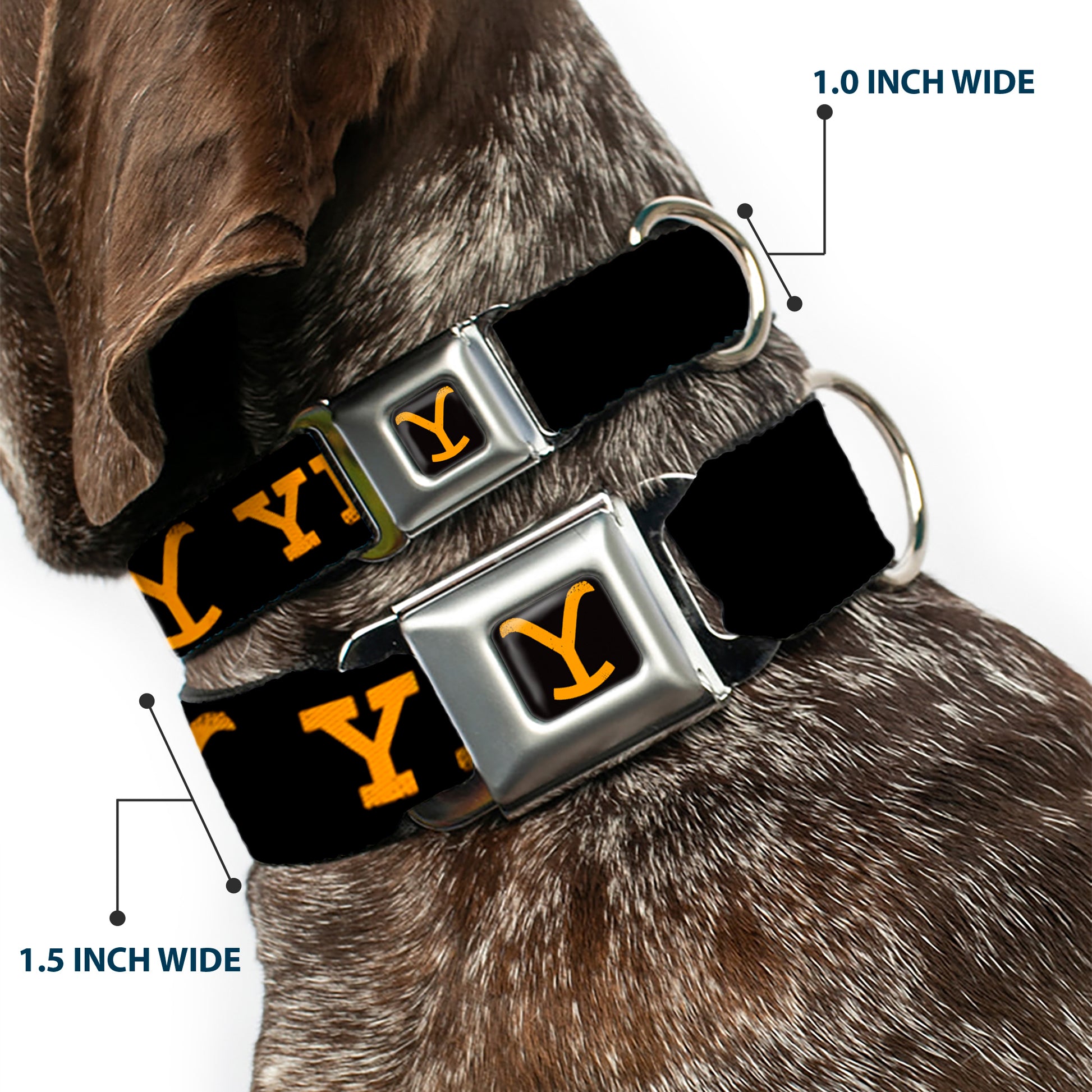 Yellowstone Y Logo Full Color Black/Orange Seatbelt Buckle Collar - YELLOWSTONE Text and Y Logo Weathered Black/Orange Seatbelt Buckle Collars Yellowstone
