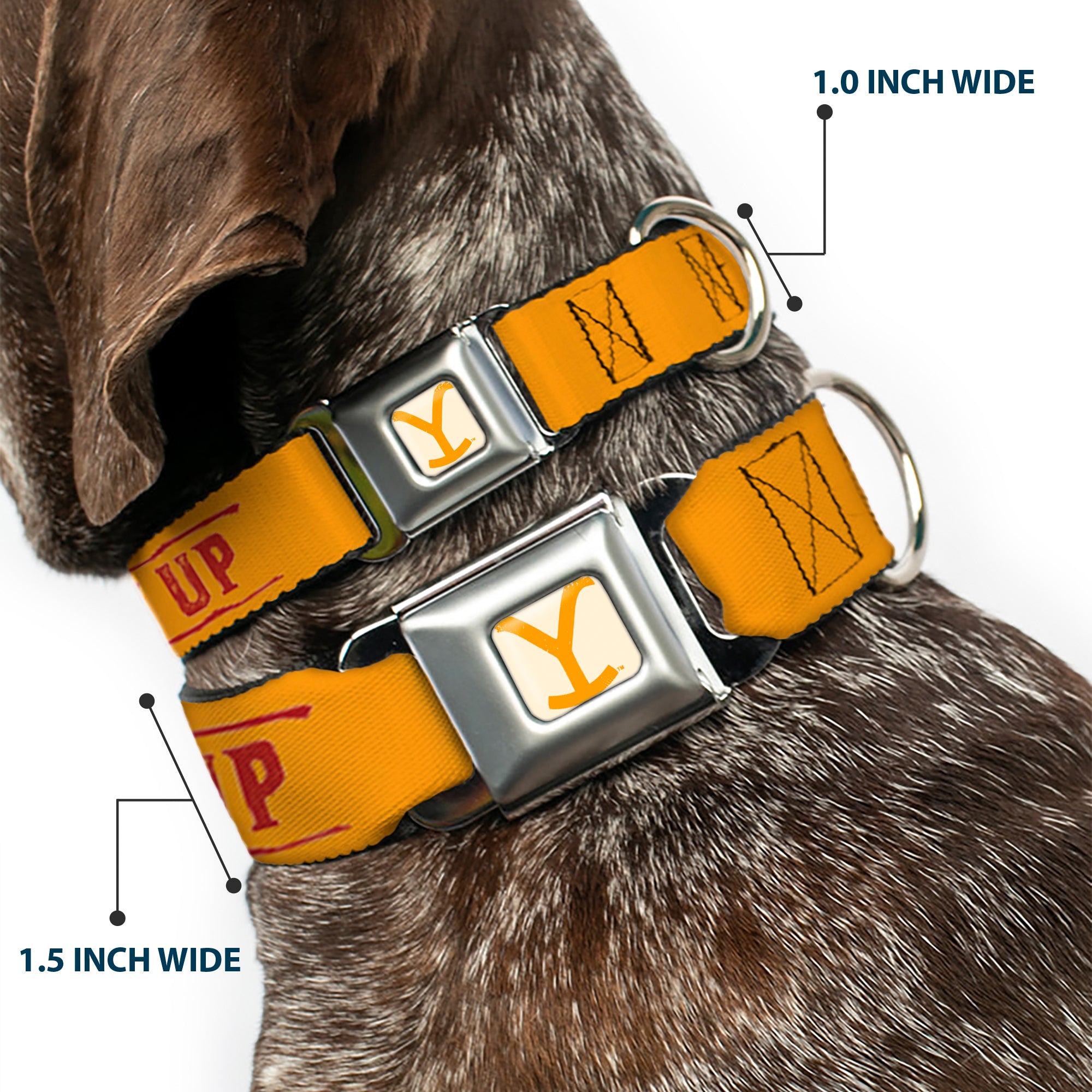 Yellowstone Y Logo Weathered Full Color White/Yellow Seatbelt Buckle Collar - Yellowstone Y Logo COWBOY UP Text Yellow/Red/White Seatbelt Buckle Collars Yellowstone