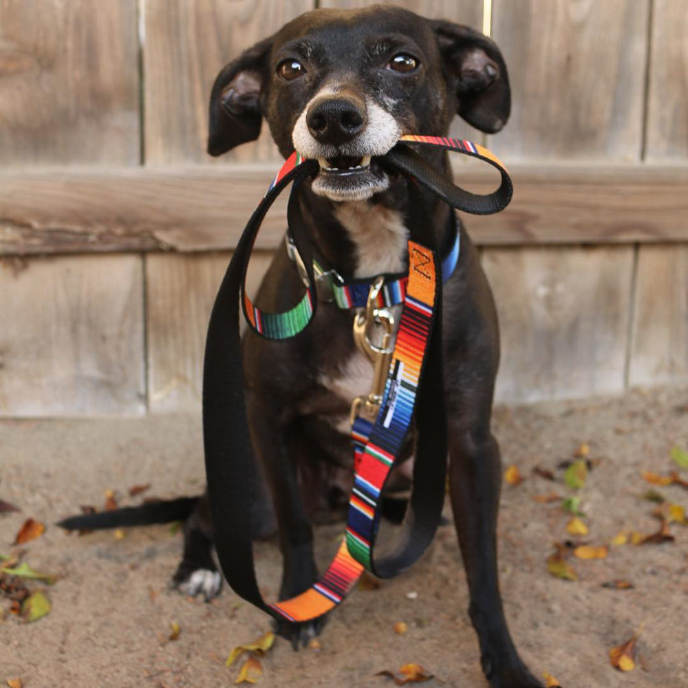 Dog Leash - Zarape2 Vertical Multi Color Stripe Dog Leashes Buckle-Down