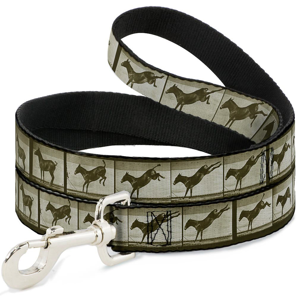 Dog Leash - Bucking Donkey Vintage Film Strip Dog Leashes Buckle-Down