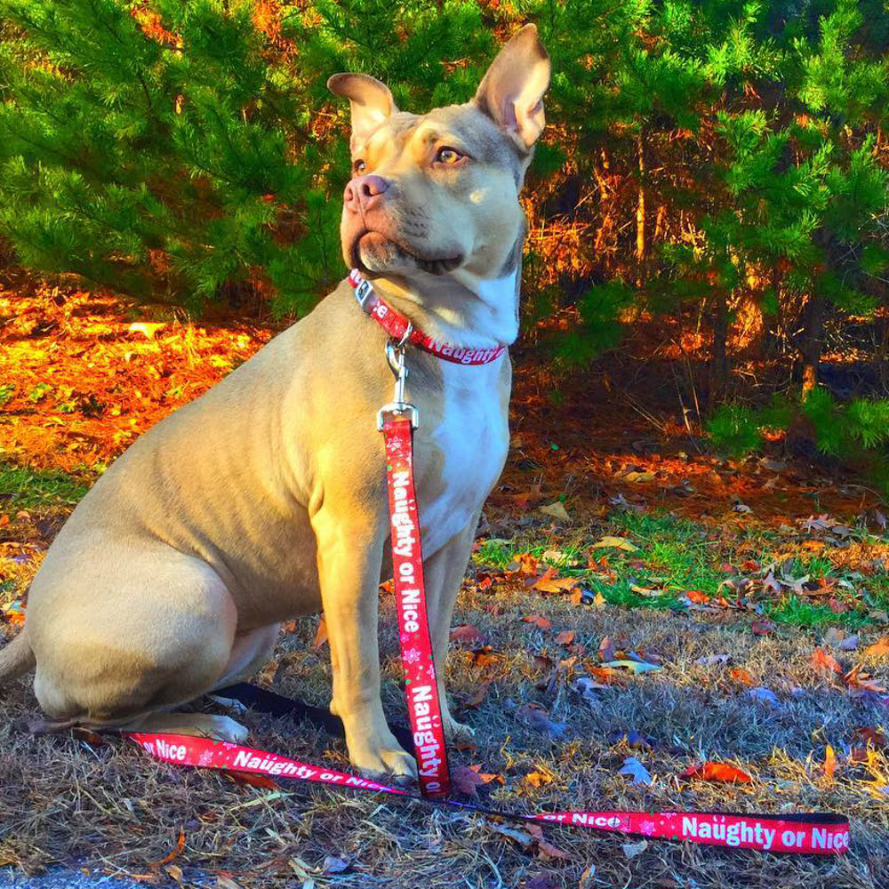 Dog Leash - Christmas NAUGHTY OR NICE/Snowflakes Reds/White/Green Dog Leashes Buckle-Down