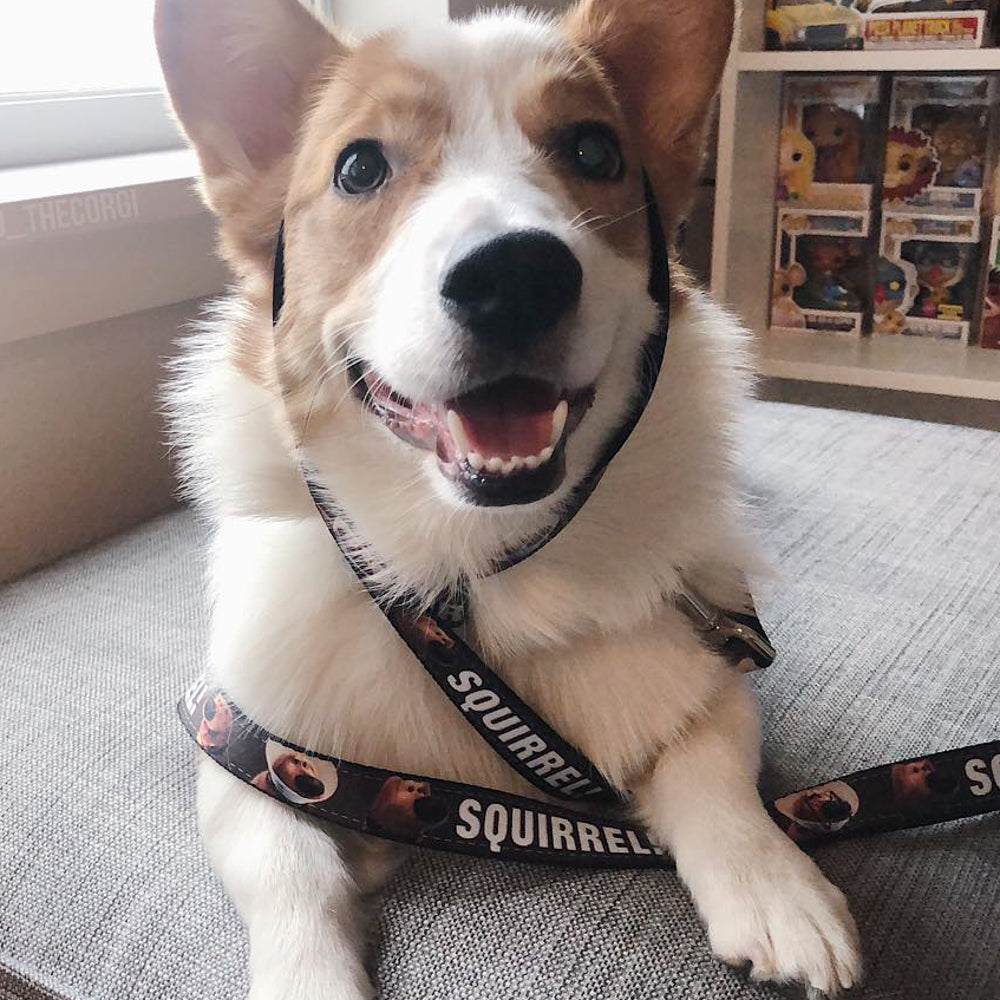 Dog Leash - Dug 3-Poses/SQUIRREL! Brown/Yellow/White Dog Leashes Disney