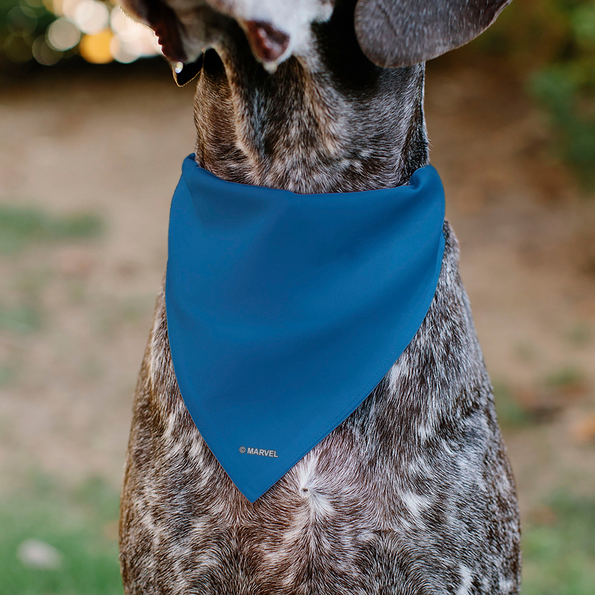 Pet Bandana - Captain America Suit Chest Detail Blue/Red/White Pet Bandanas Marvel Comics