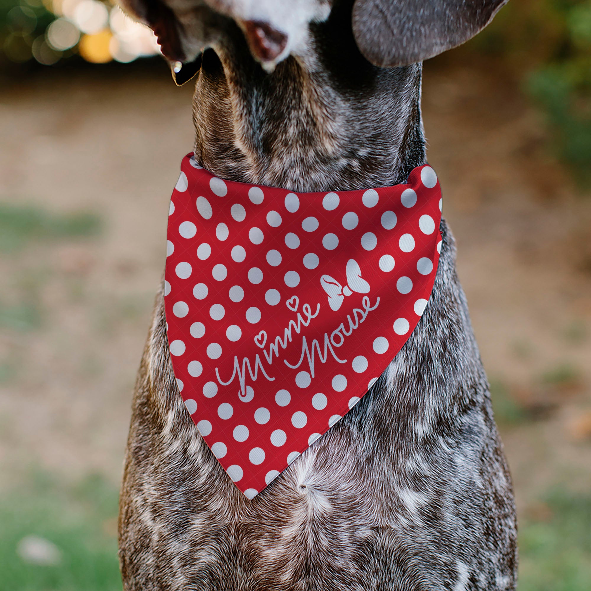 Pet Bandana - MINNIE MOUSE Autograph Script Polka Dot Red/White Pet Bandanas Disney