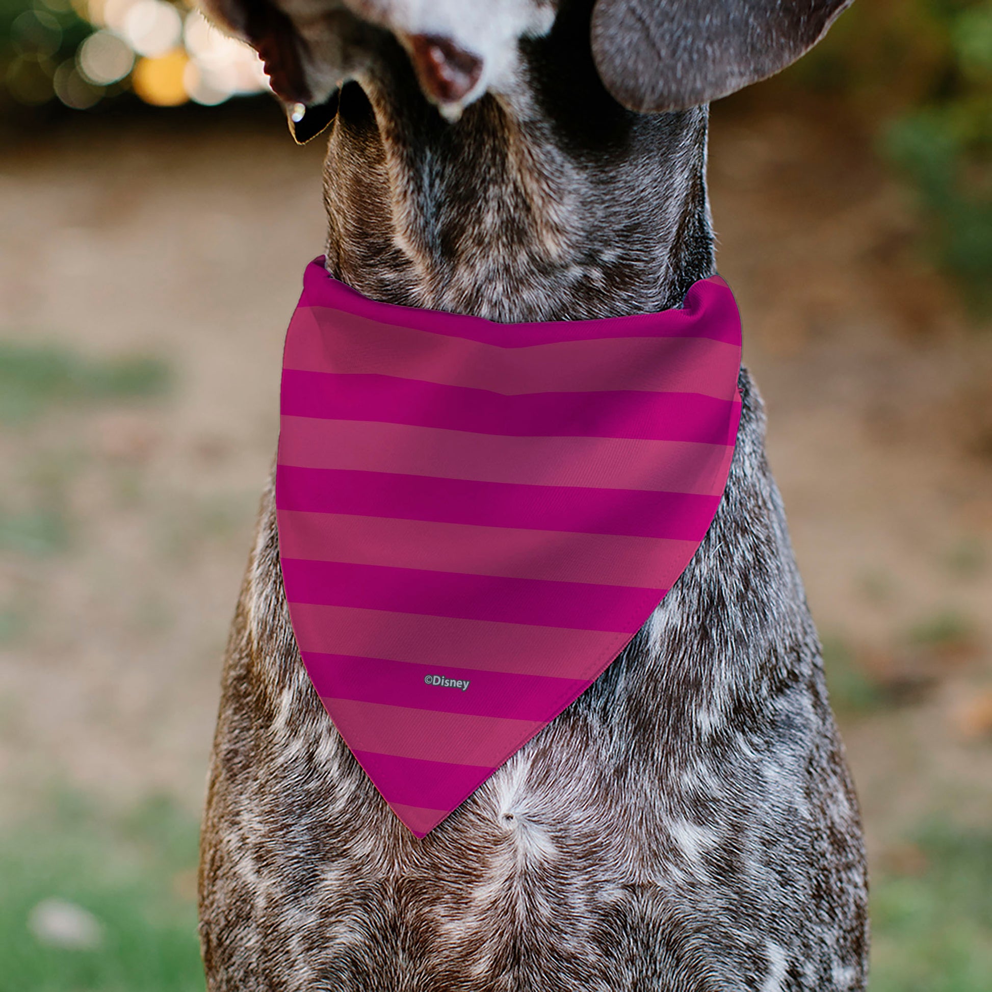 Pet Bandana - Alice in Wonderland Cheshire Cat Winking Smile Pinks Pet Bandanas Disney