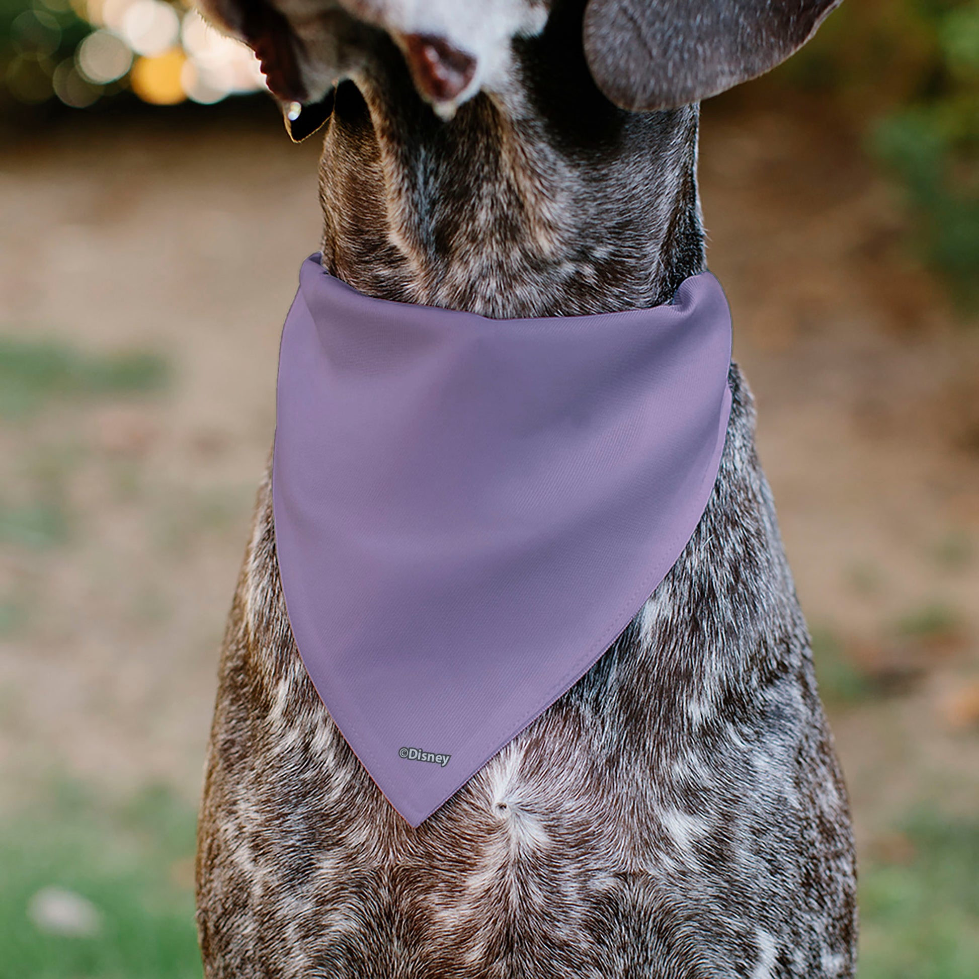 Pet Bandana - Daisy Duck Smiling Pose with Daisies Lavender Pet Bandanas Disney