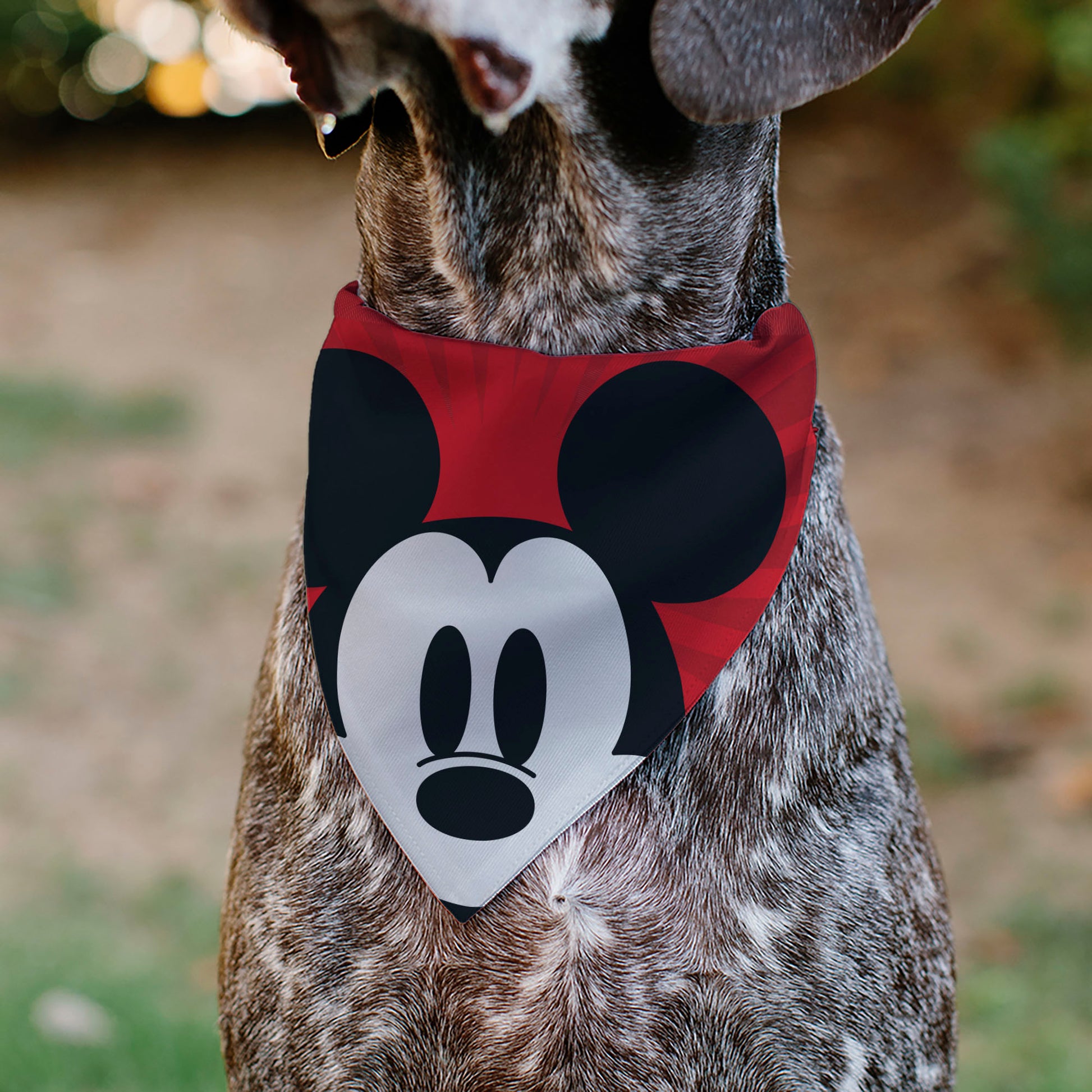 Pet Bandana - Mickey Mouse Eyes Sunburst Reds Pet Bandanas Disney