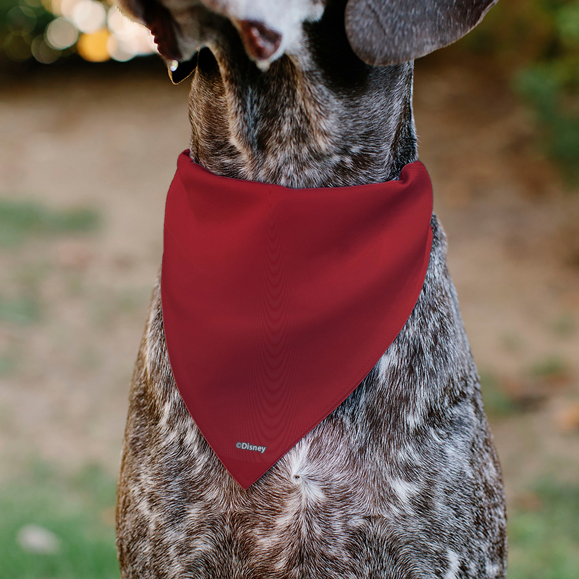 Pet Bandana - Mickey Mouse Eyes Sunburst Reds Pet Bandanas Disney
