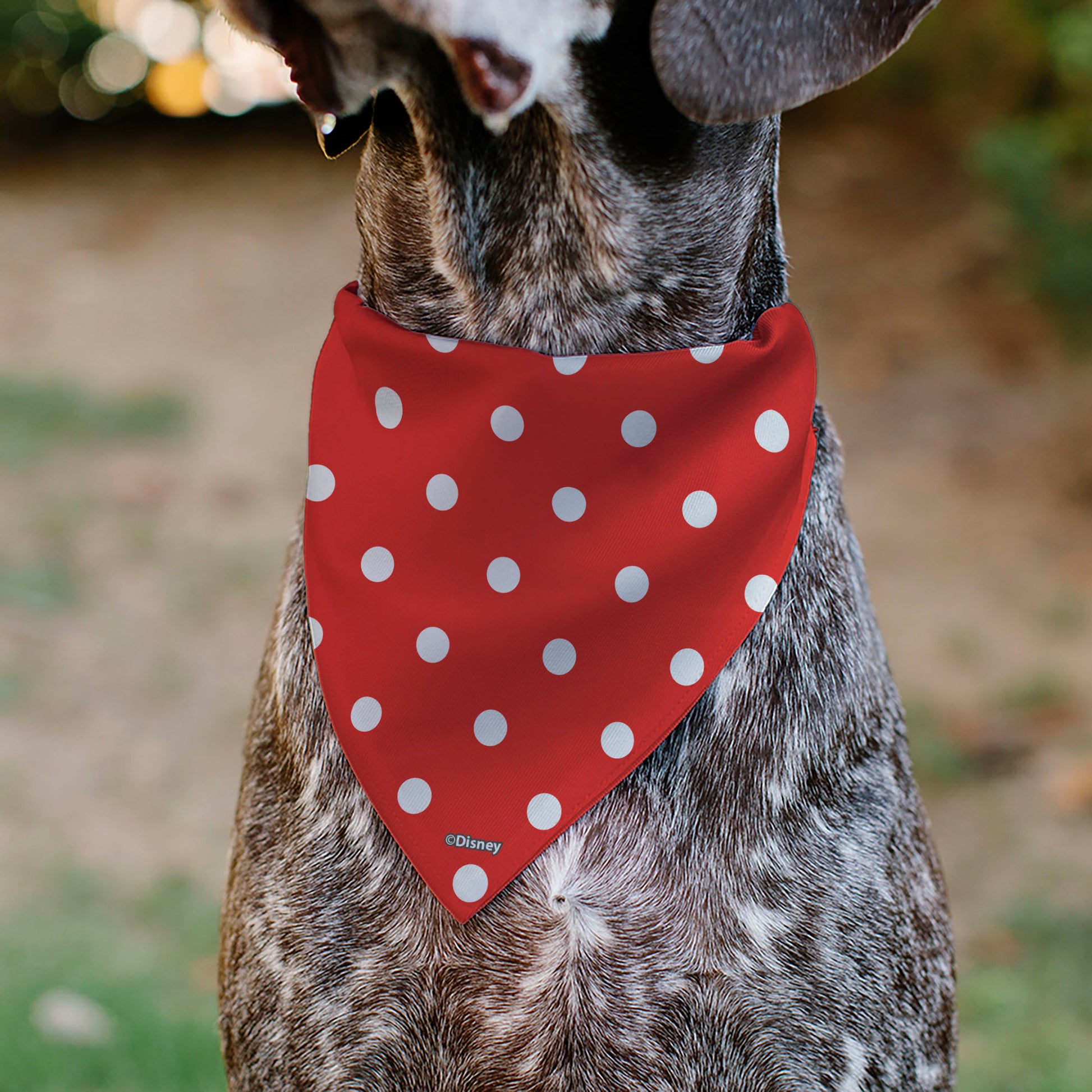 Pet Bandana - Minnie Mouse Face Polka Dot Red/White Pet Bandanas Disney