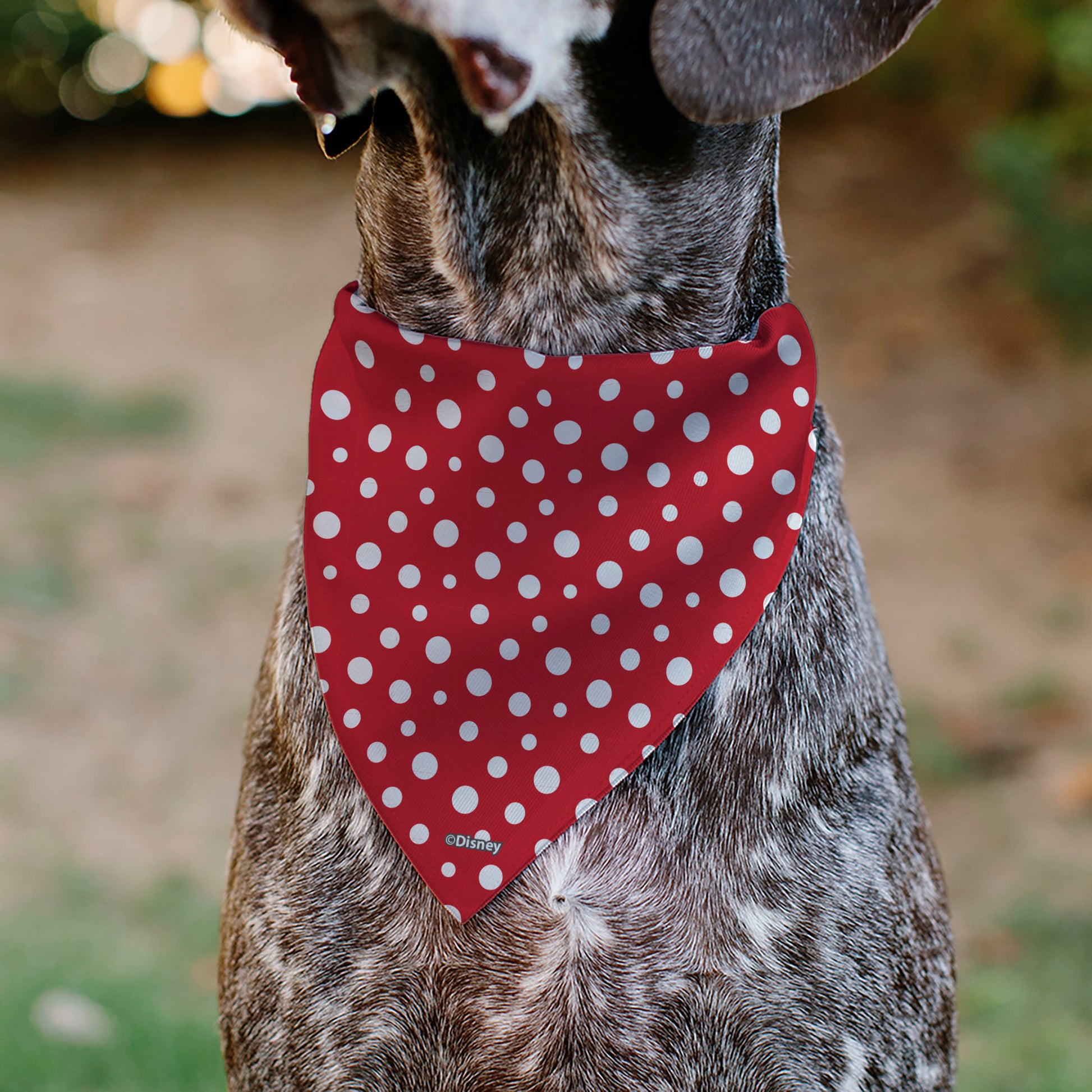 Pet Bandana - Minnie Mouse Button Eyes Pose Polka Dot Red/White Pet Bandanas Disney