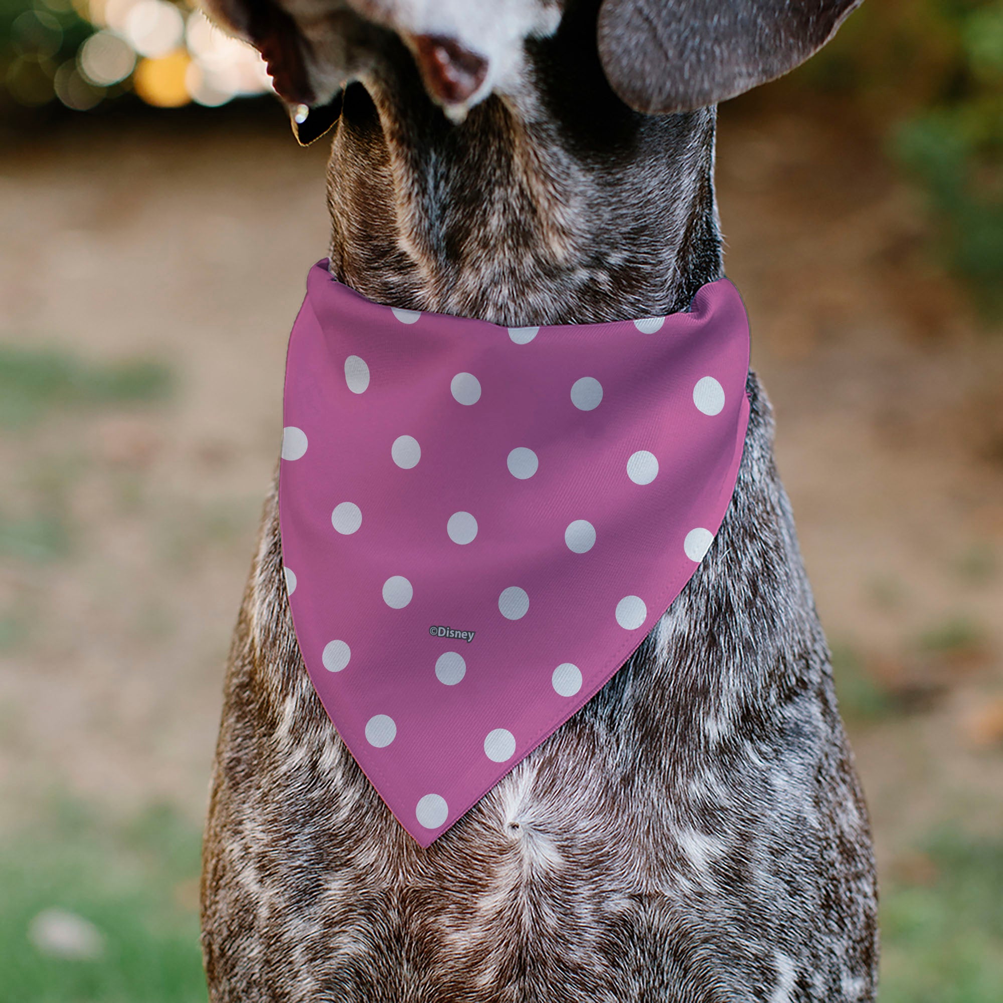 Pet Bandana - Minnie Mouse Face Polka Dot Pink/White Pet Bandanas Disney