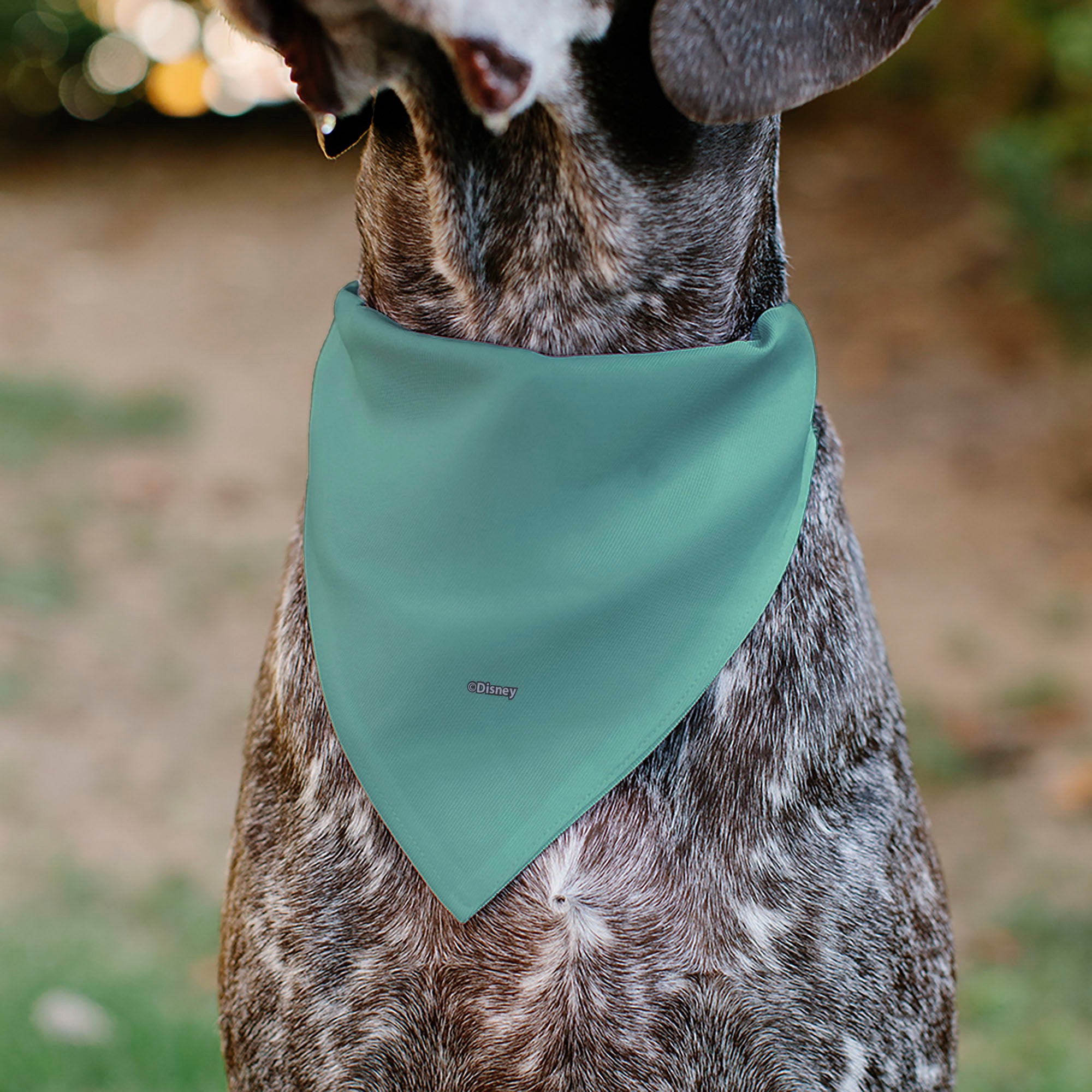 Pet Bandana - SCRUMP Text and Pose Light Blue Pet Bandanas Disney