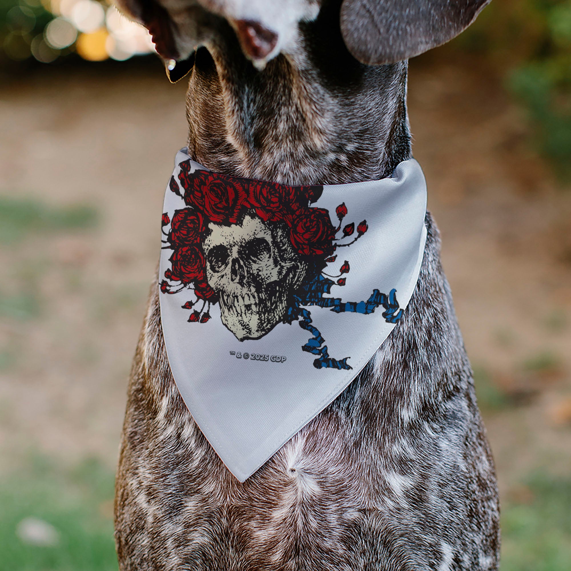 Pet Bandana - Grateful Dead Skull and Rose Face White Pet Bandanas Grateful Dead