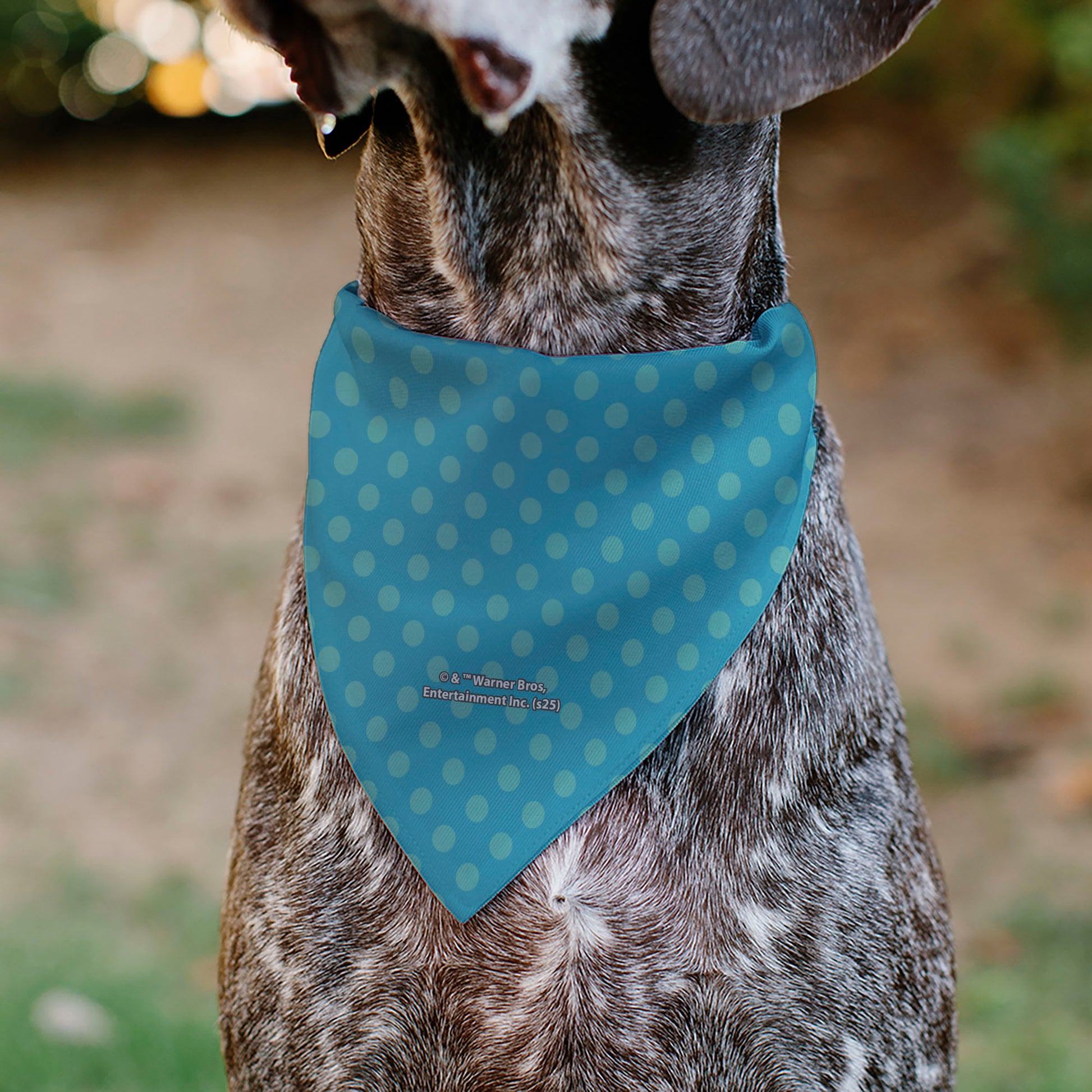 Pet Bandana - Chibi Harry Potter ENGORGIO CHARM Pose Polka Dot Blues Pet Bandanas Harry Potter