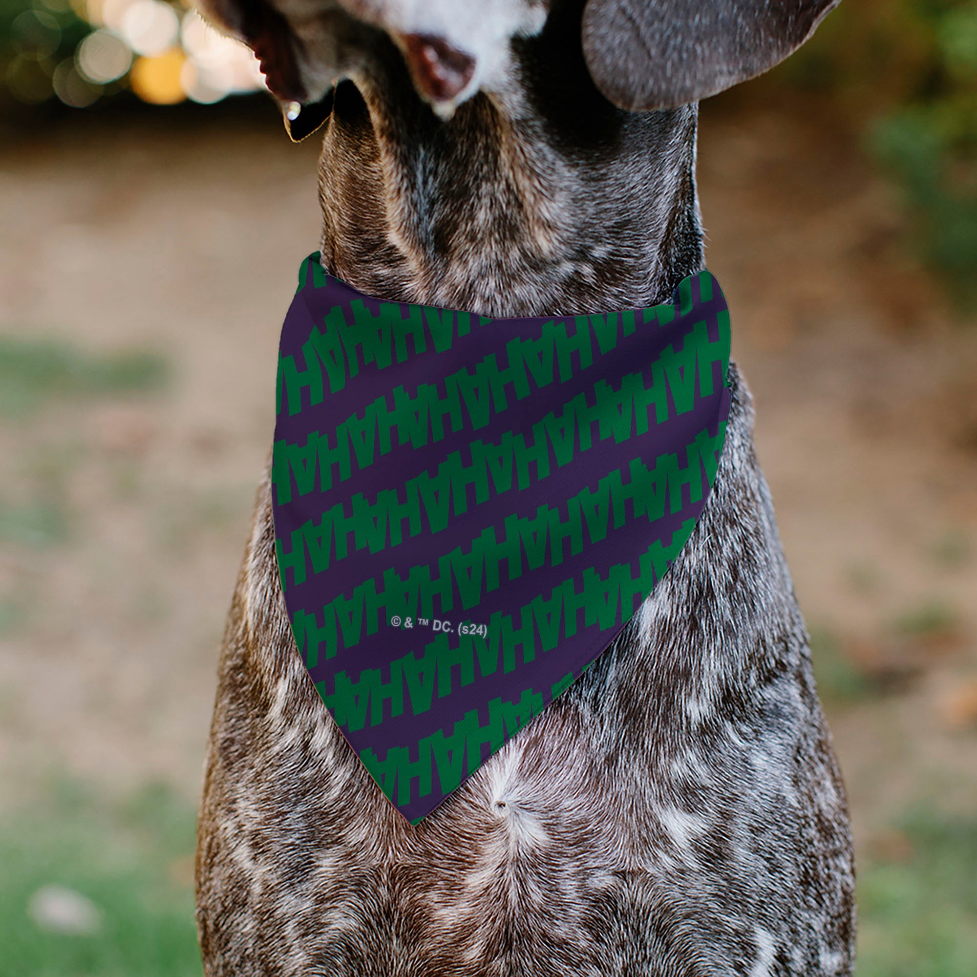 Pet Bandana - The Joker Laugh HAHAHA Text Purple/Green Pet Bandanas DC Comics