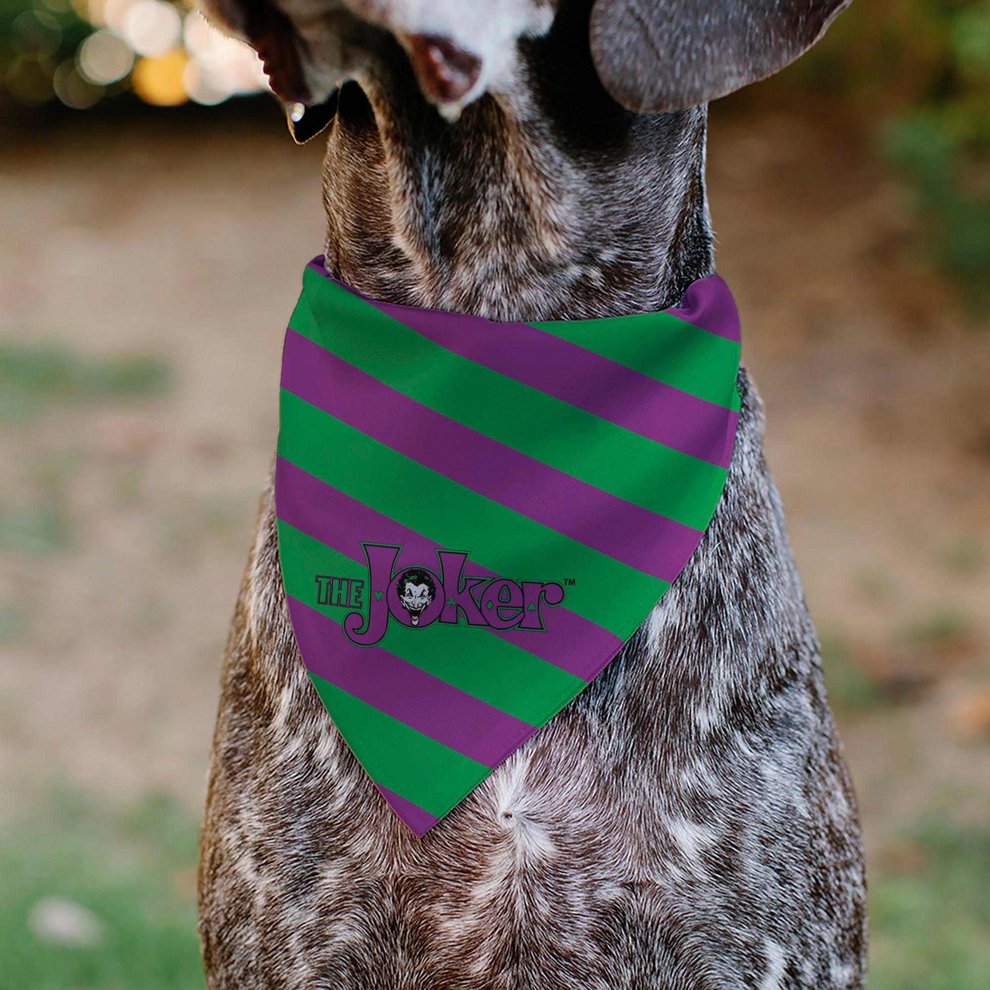 Pet Bandana - THE JOKER Title Logo and Stripe Green/Purple Pet Bandanas DC Comics
